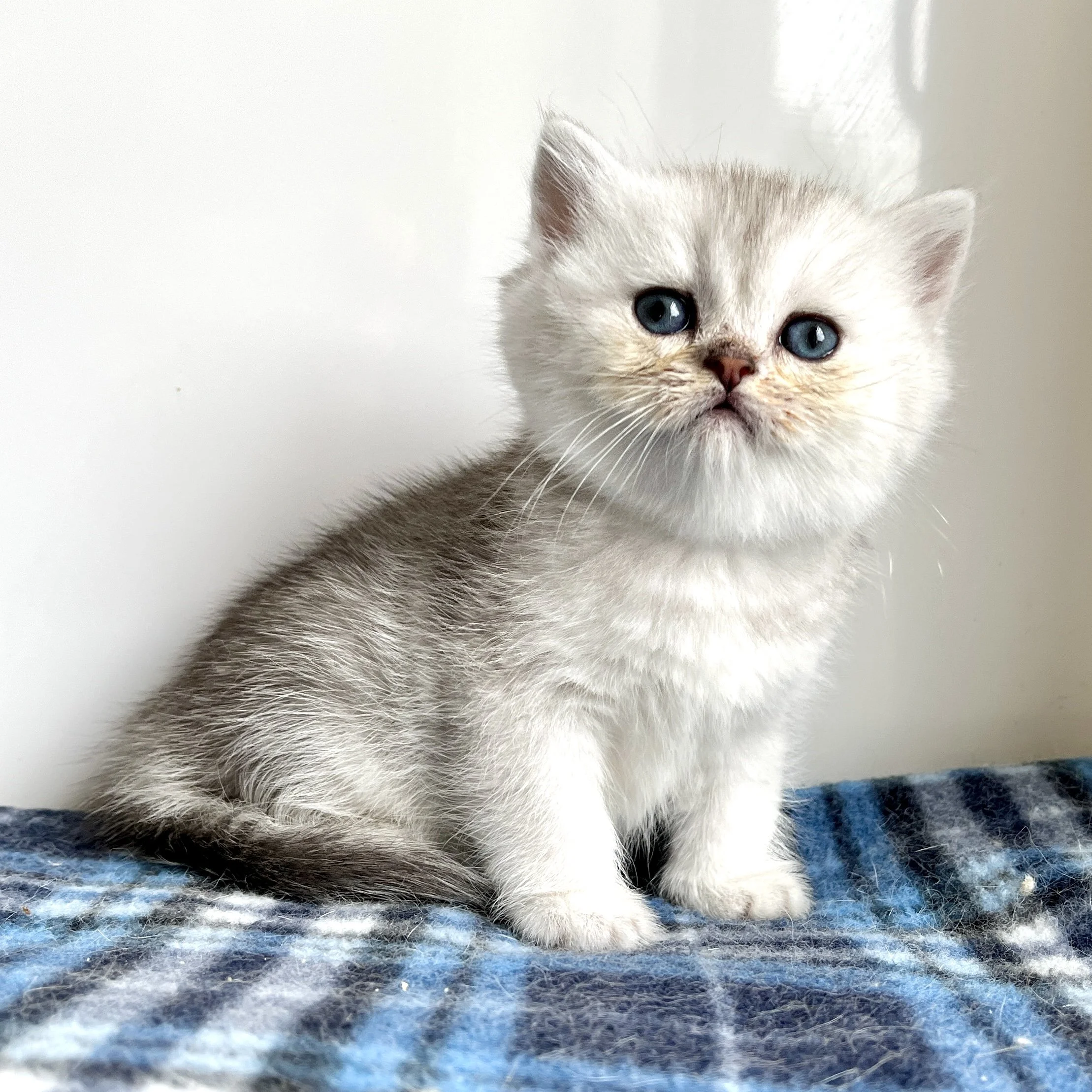 26-0703 Silver, British Shorthair, Female