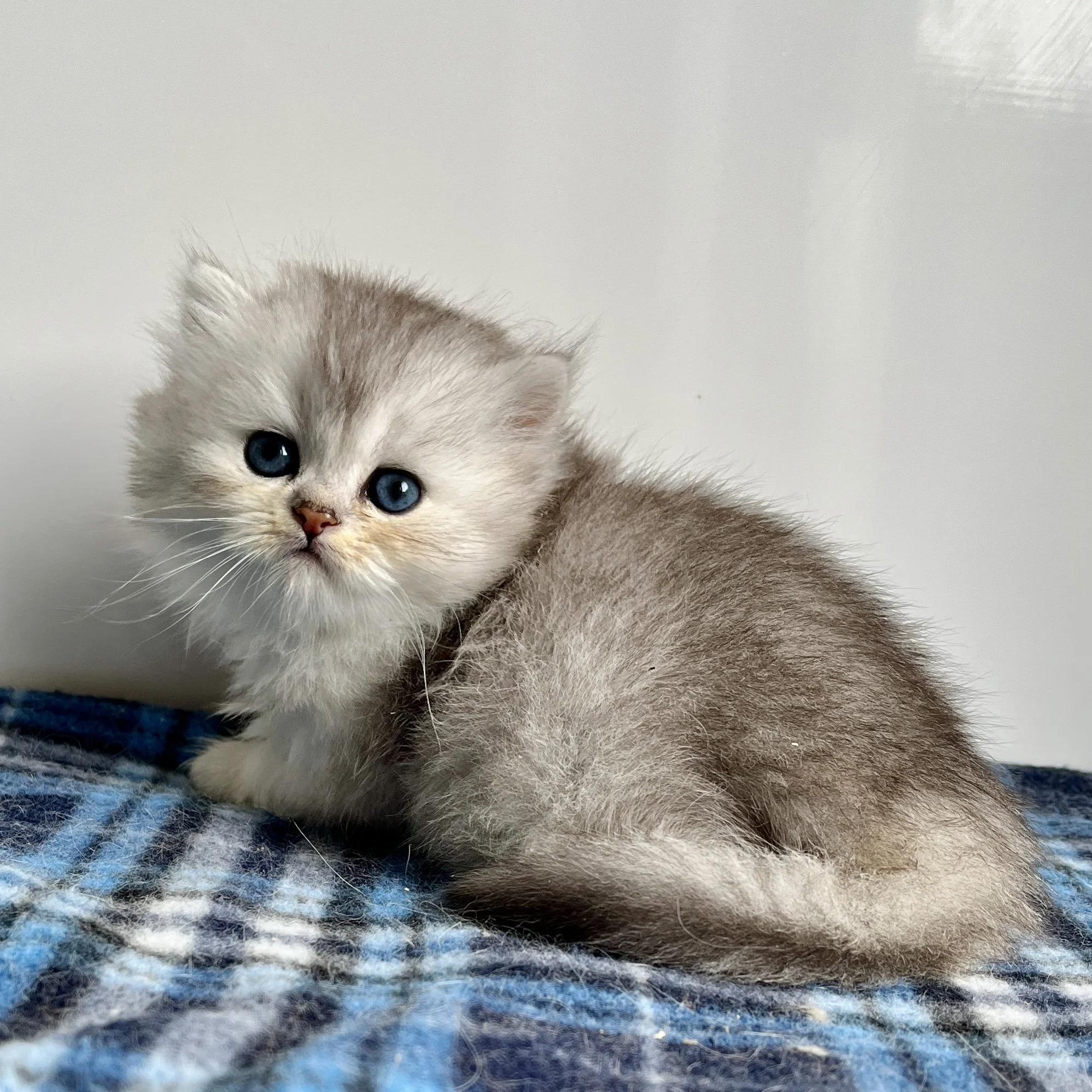 26-0704 Silver, British Longhair, Female