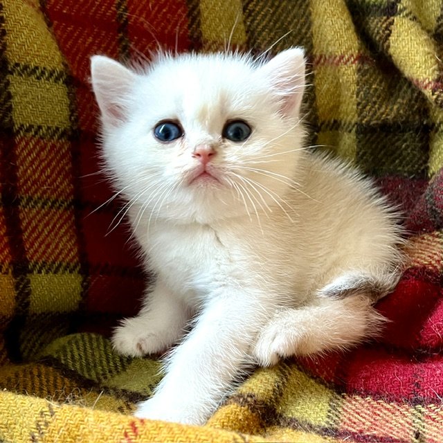 26-0702 Copper Silver, British Shorthair, Male