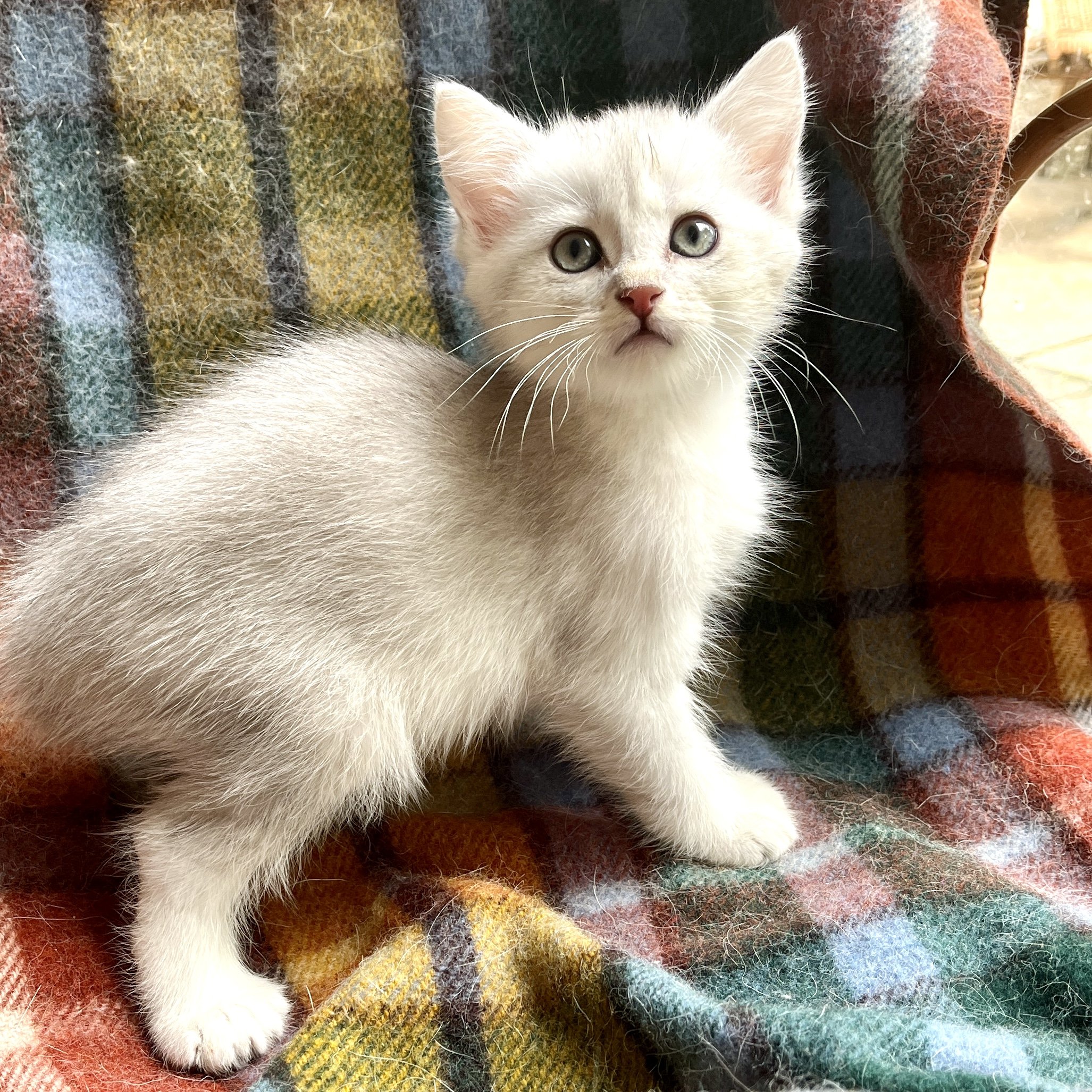 26-0706 Blue Silver, Polydactyl Shorthair, Male