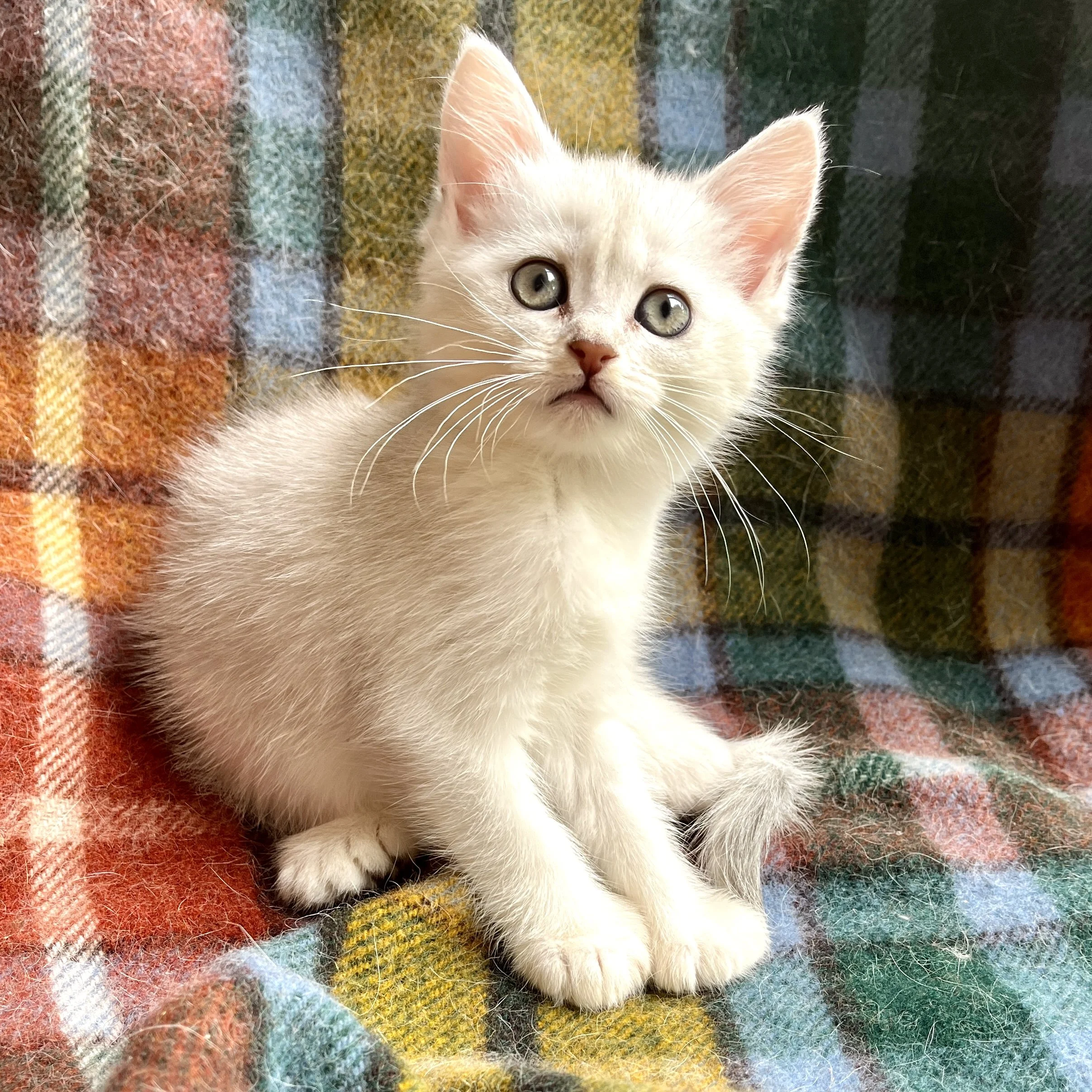 26-0707 Blue Silver, Polydactyl, Shortair, Male