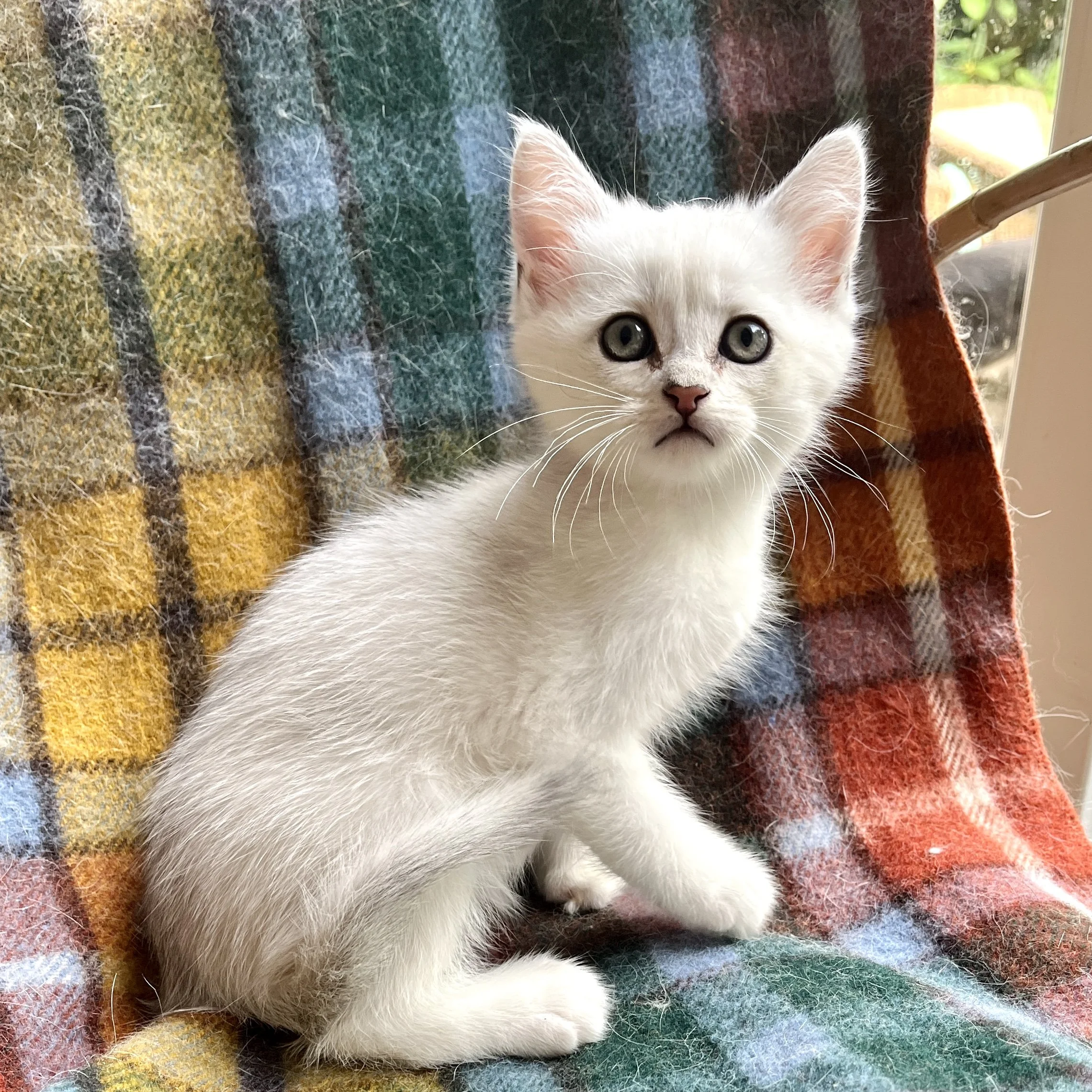 2 6-0708 Black Silver, Polydactyl, Shorthair, Female