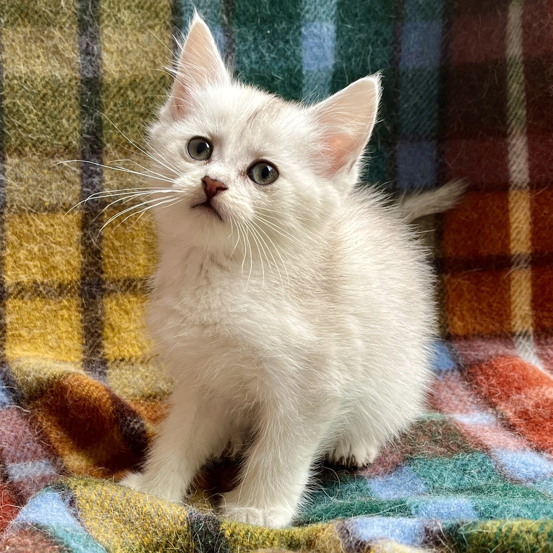 26-0705 Black Silver, Polydactyl, Shorthair, Female