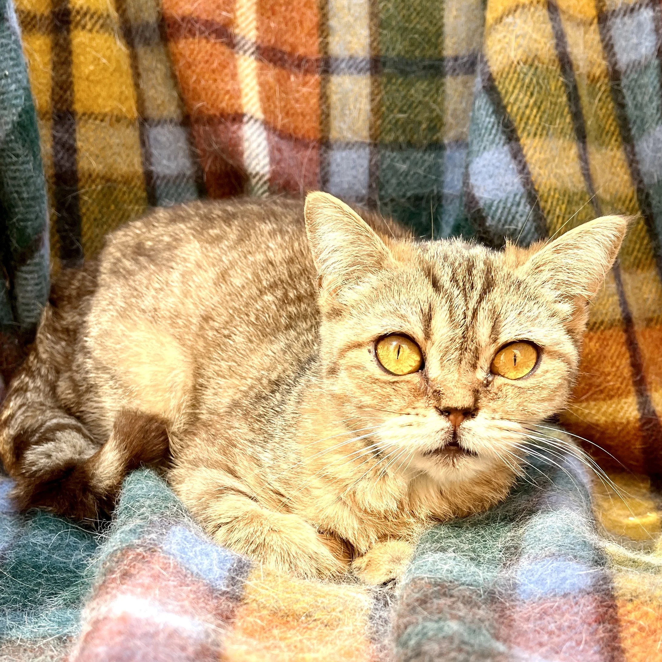 26-0710 Golden Tabby, British Shorthair, Female