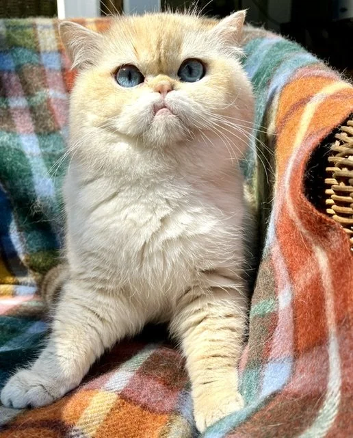 26-0709 Golden Pointed, British Shorthair, Male