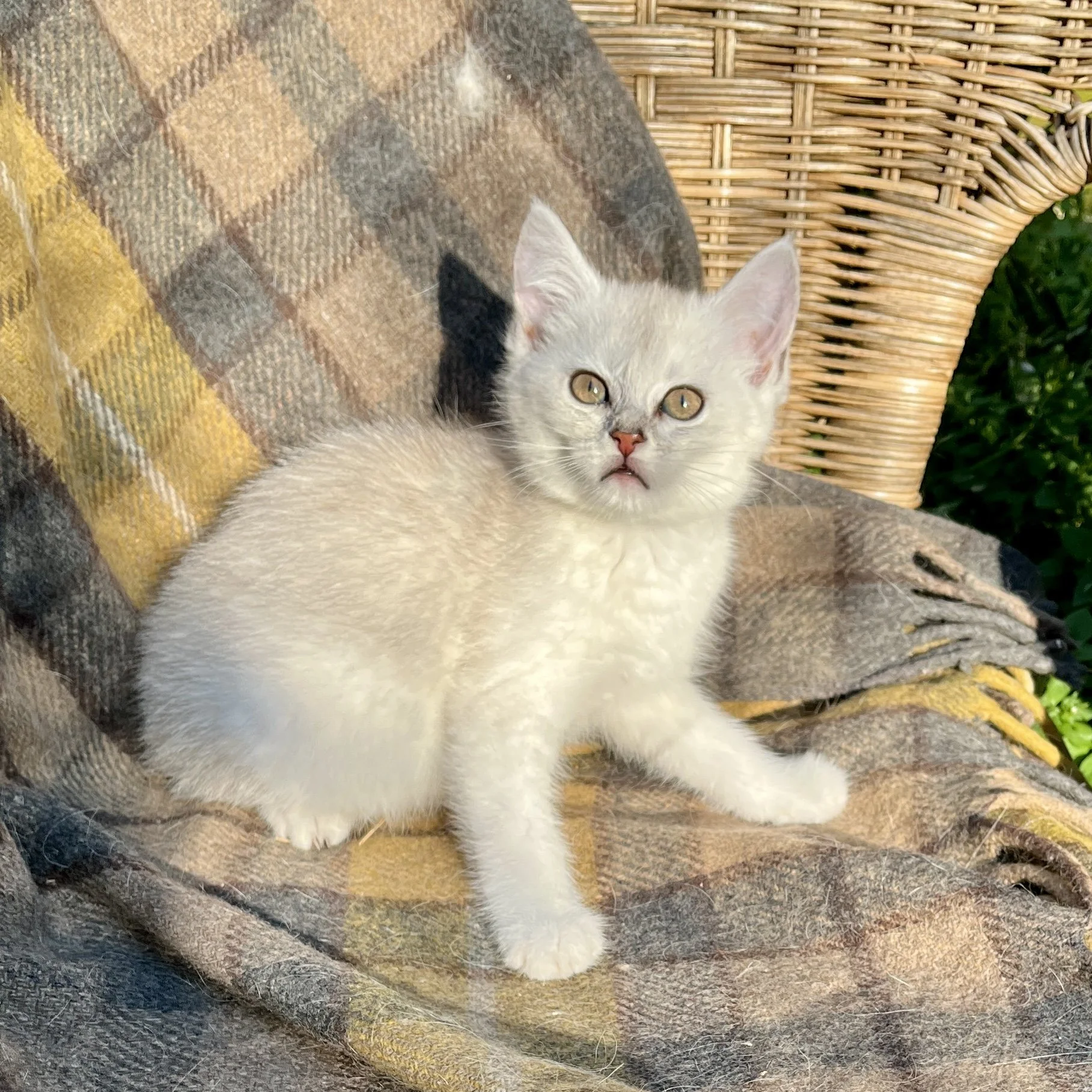 26-0617 Black Silver Shaded, Shorthair, Female