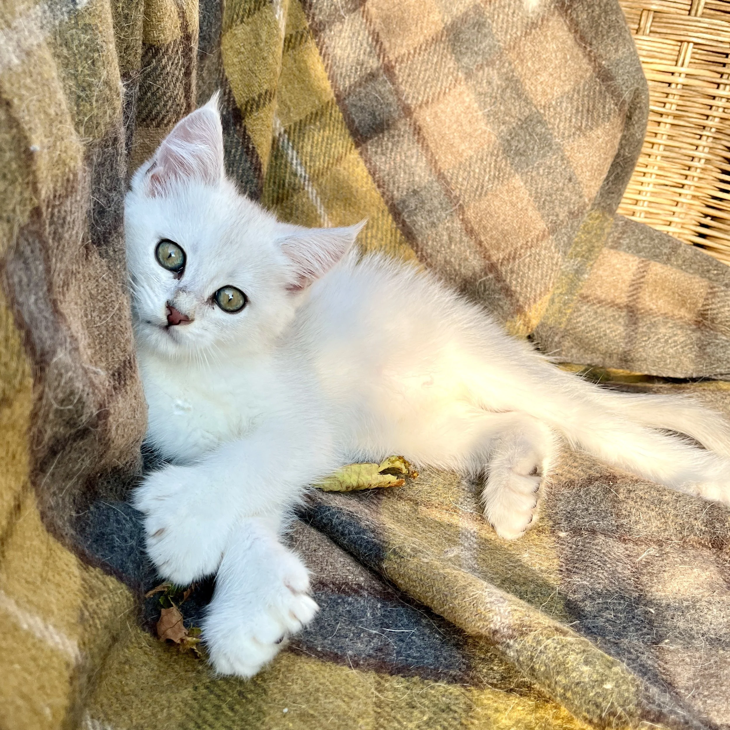 26-0711 Black Silver, Polydactyl, Shorthair, Female