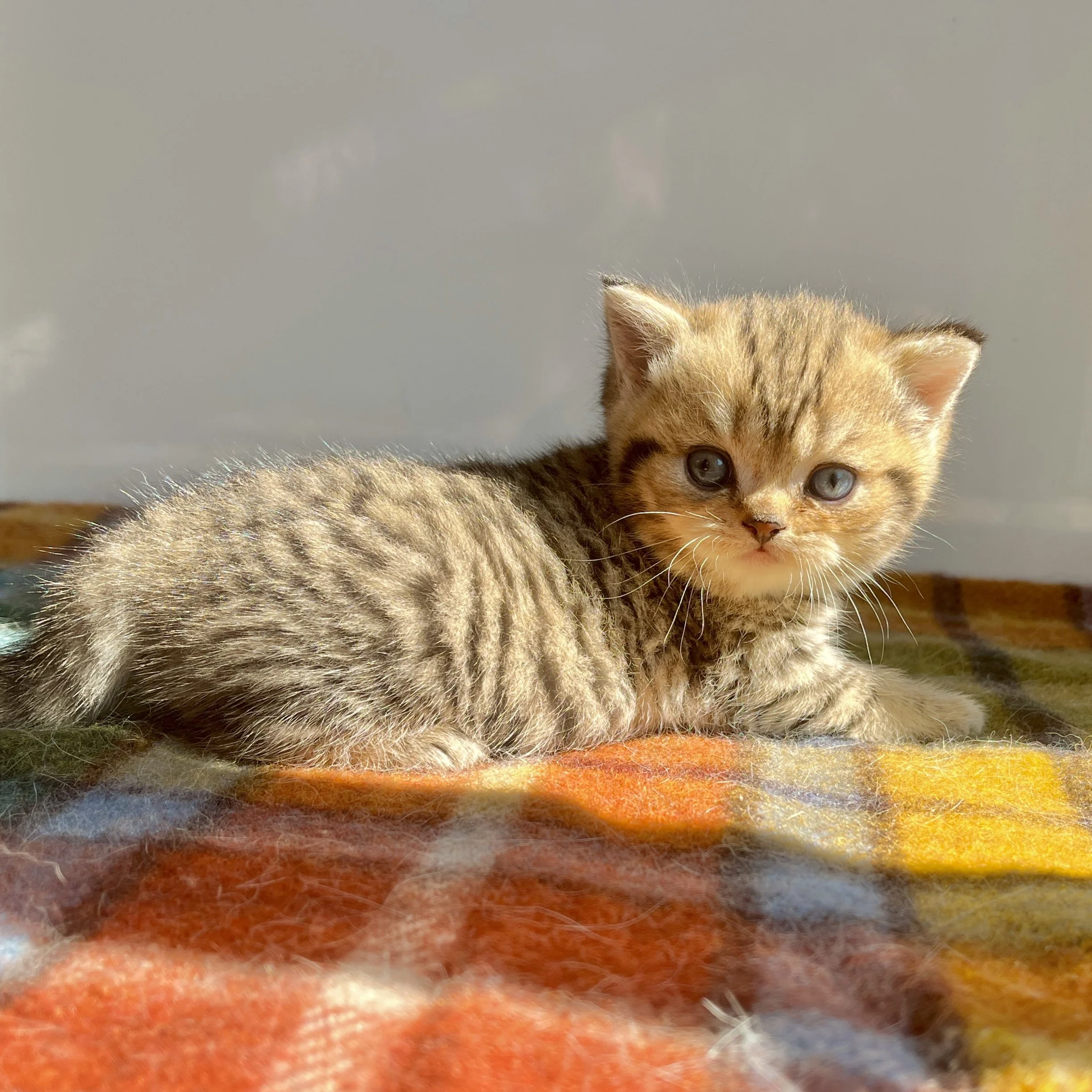26-0712 Golden Tabby, British Shorthair, Female
