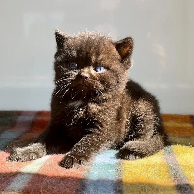 26-0713 Rare ODD EYE, Black &amp; White, British Shorthair, Female