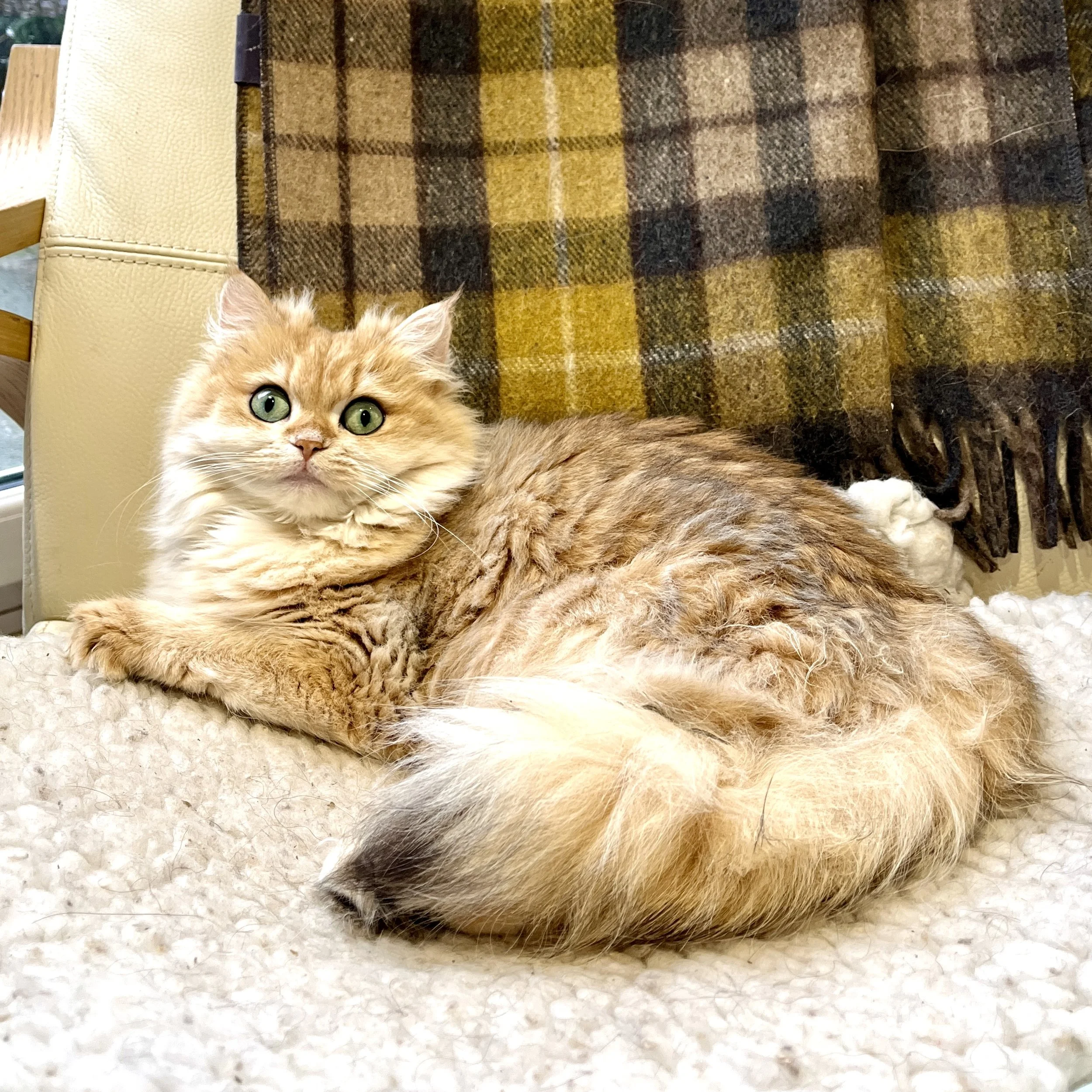 26-0714 Orpha, Golden, British Longhair, Female
