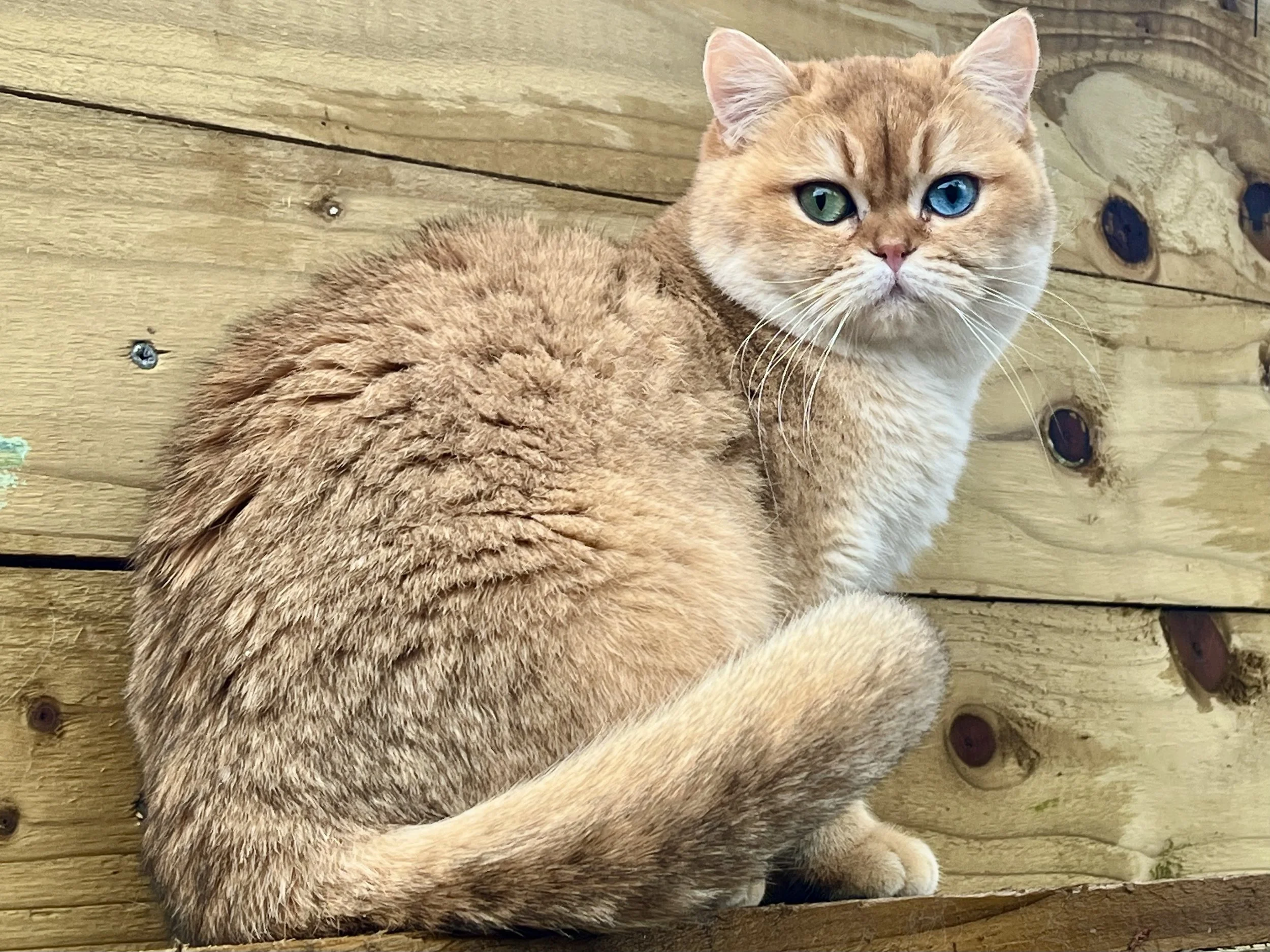 26-0715 Roxy, Golden, Odd Eye, British Shorthair, Female