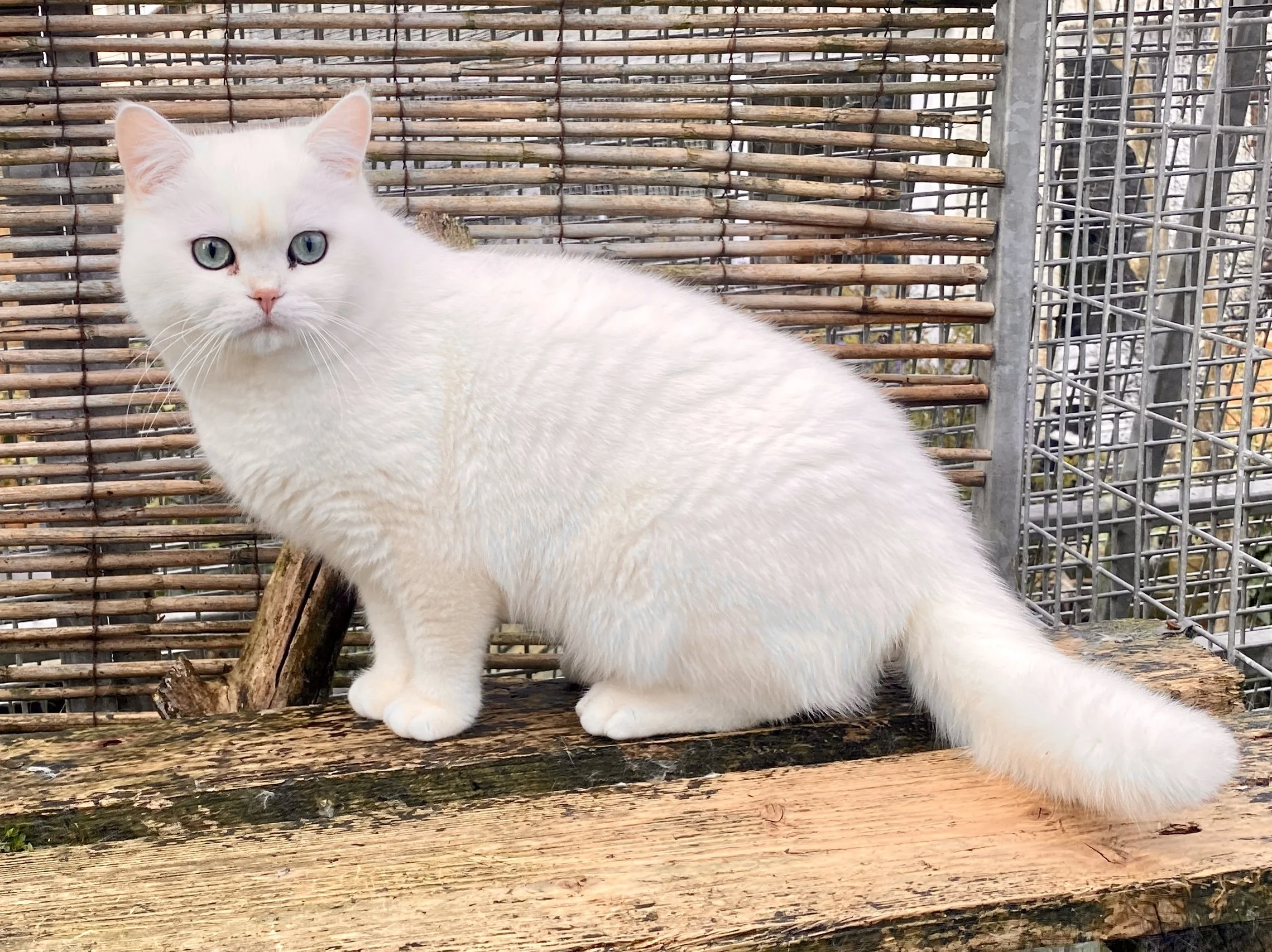 26-0801 Raven Rare Copper Silver, British Shorthair, Male 