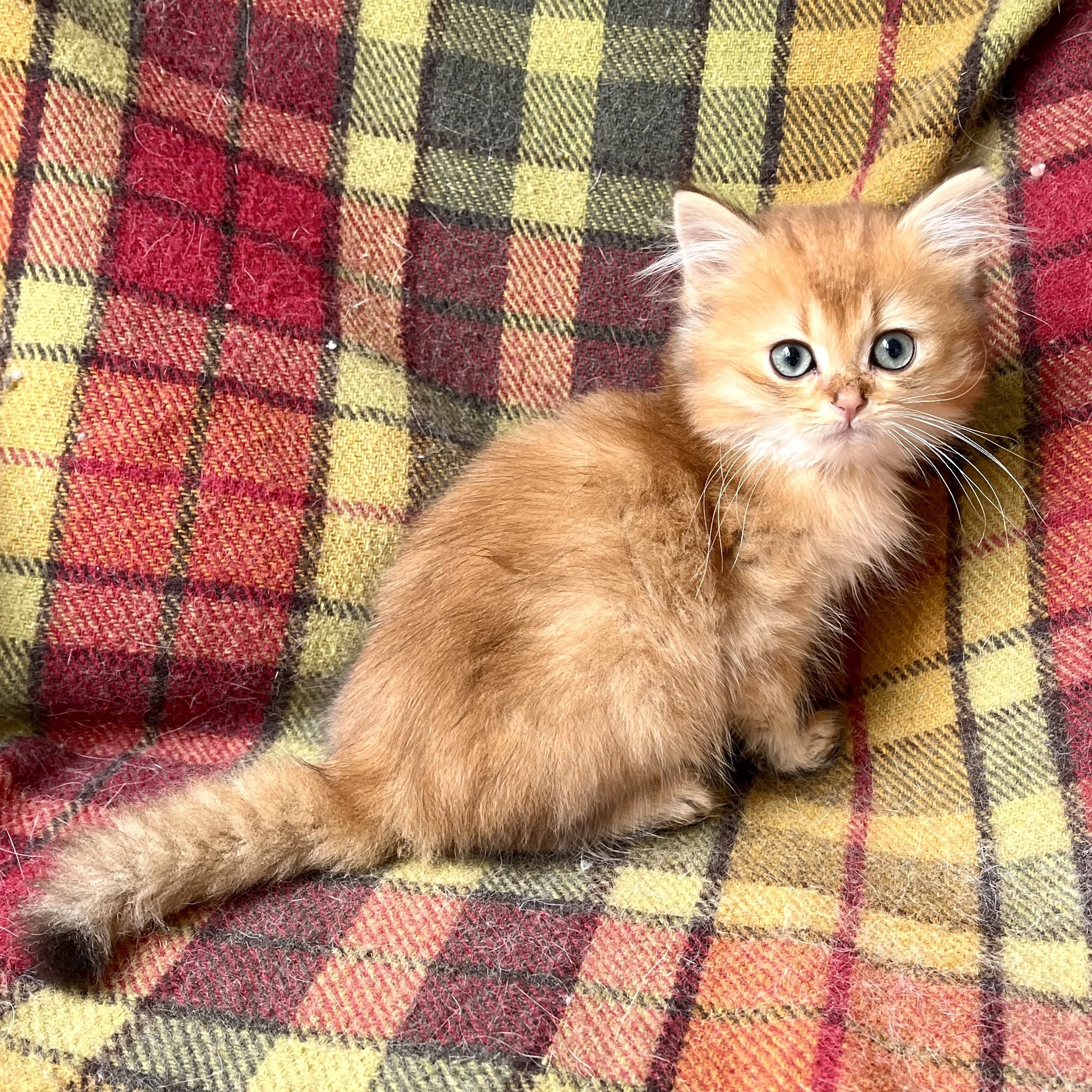 26-0604 Black Golden, British Longhair, Male