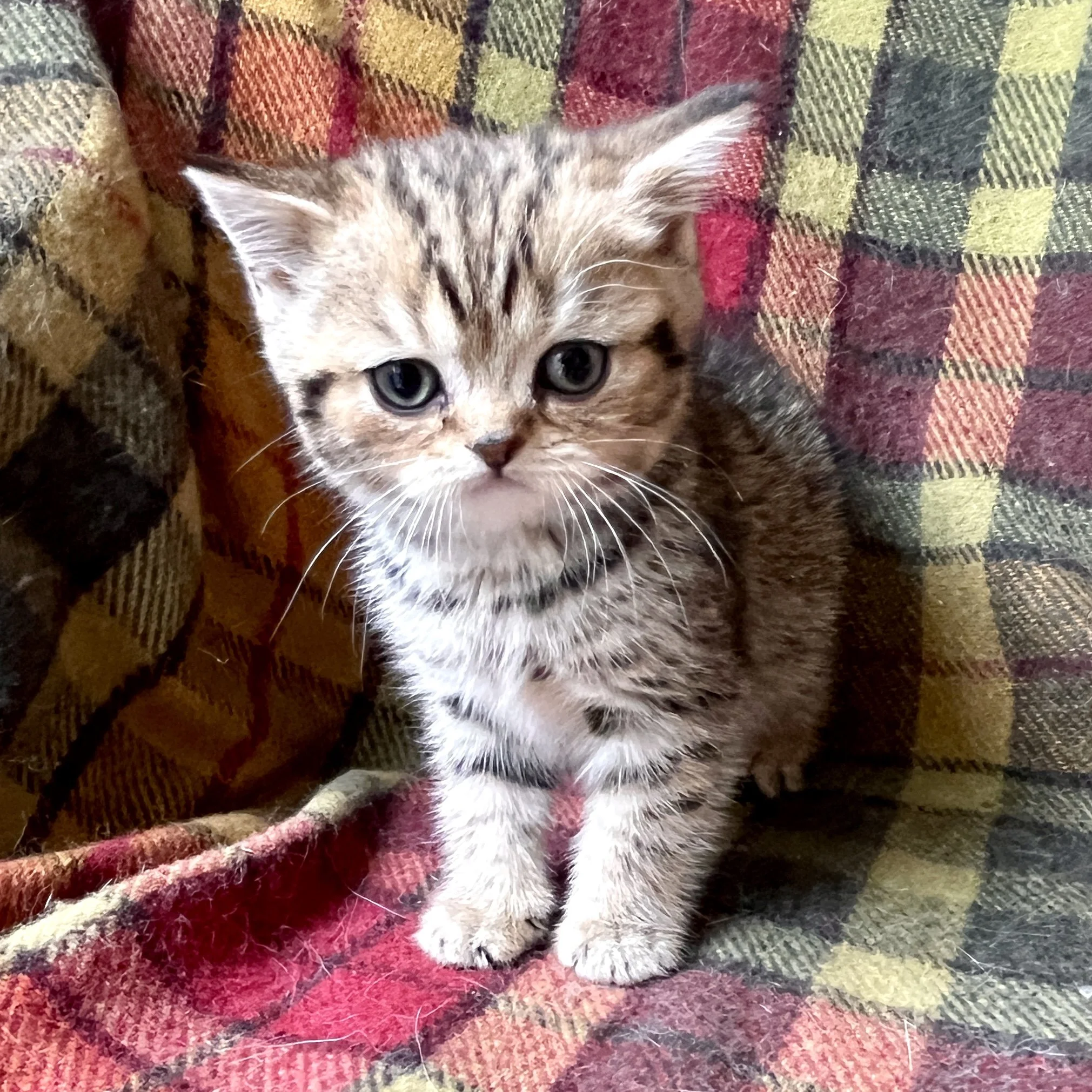 26-0712 Golden Tabby, British Shorthair, Female