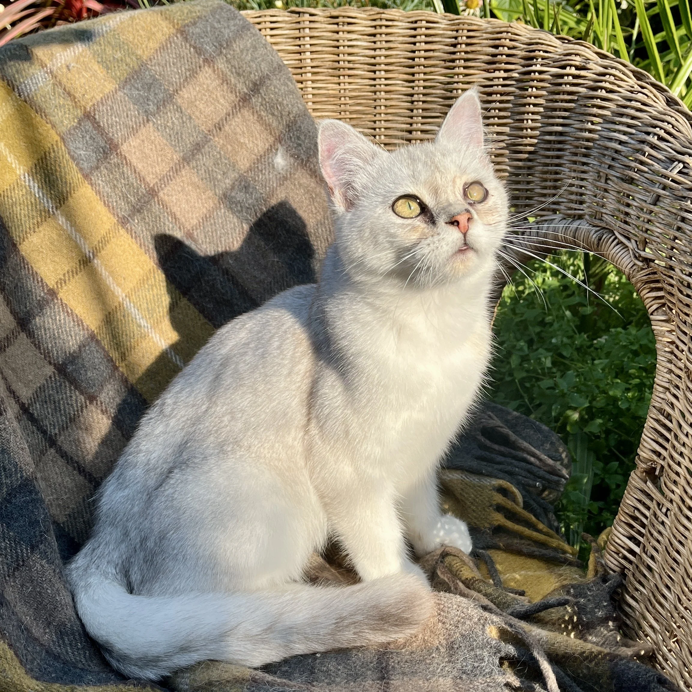 26-0802 Shorthair&nbsp;Polydactyl Silver Female