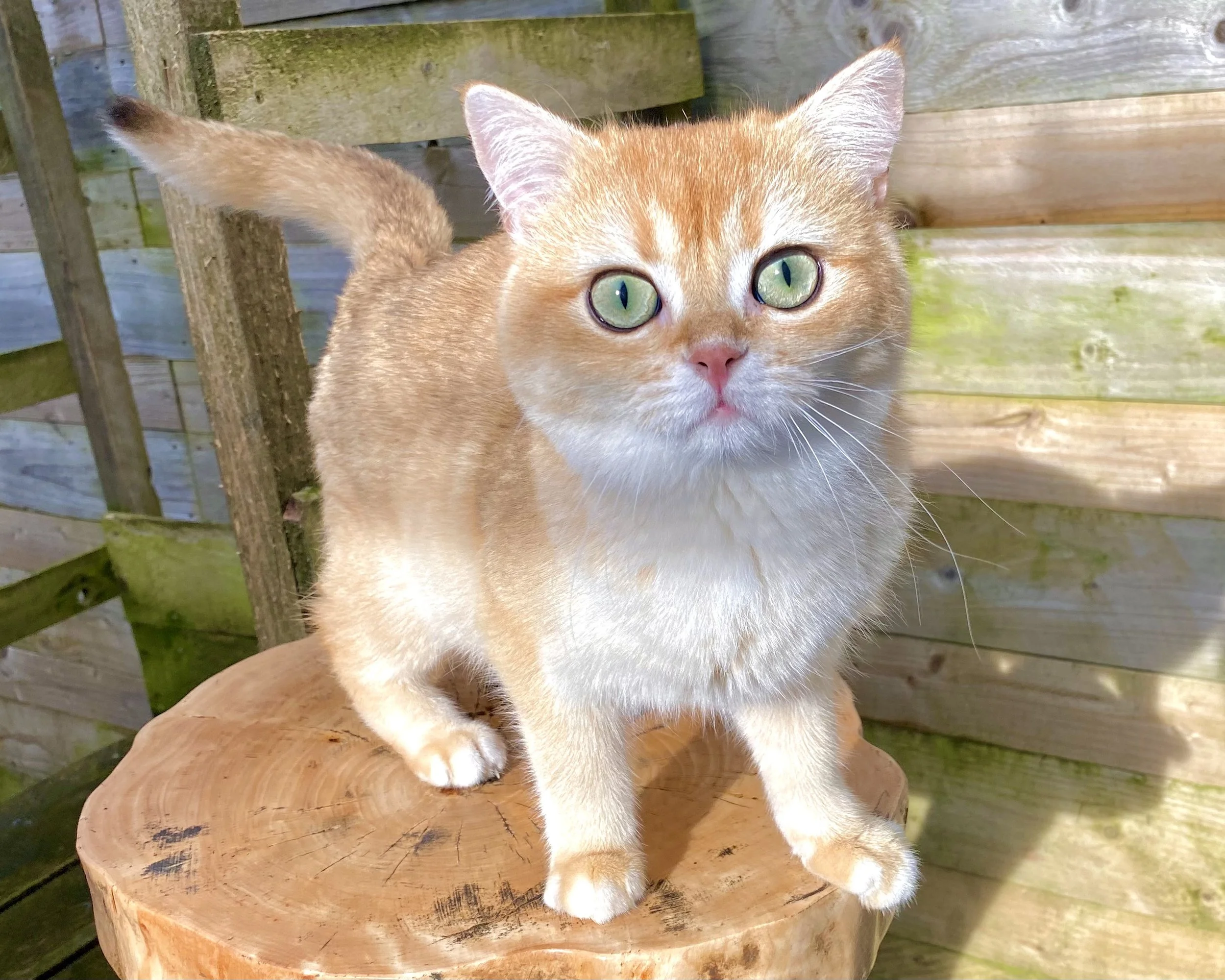 Aion, Copper Golden, British Shorthair, Male