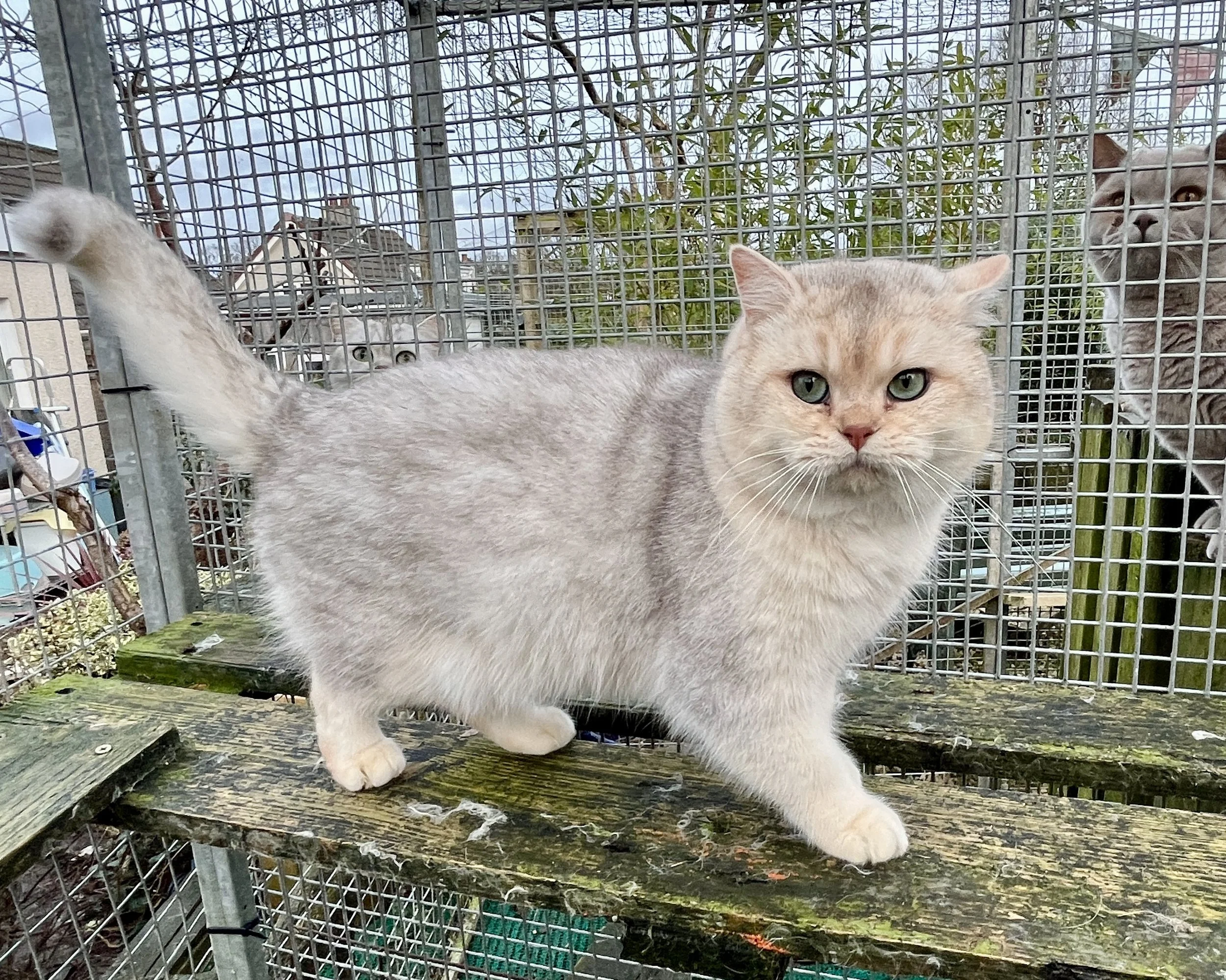 Roco, Copper Silver (Bimetalic) British Shorthair, Male