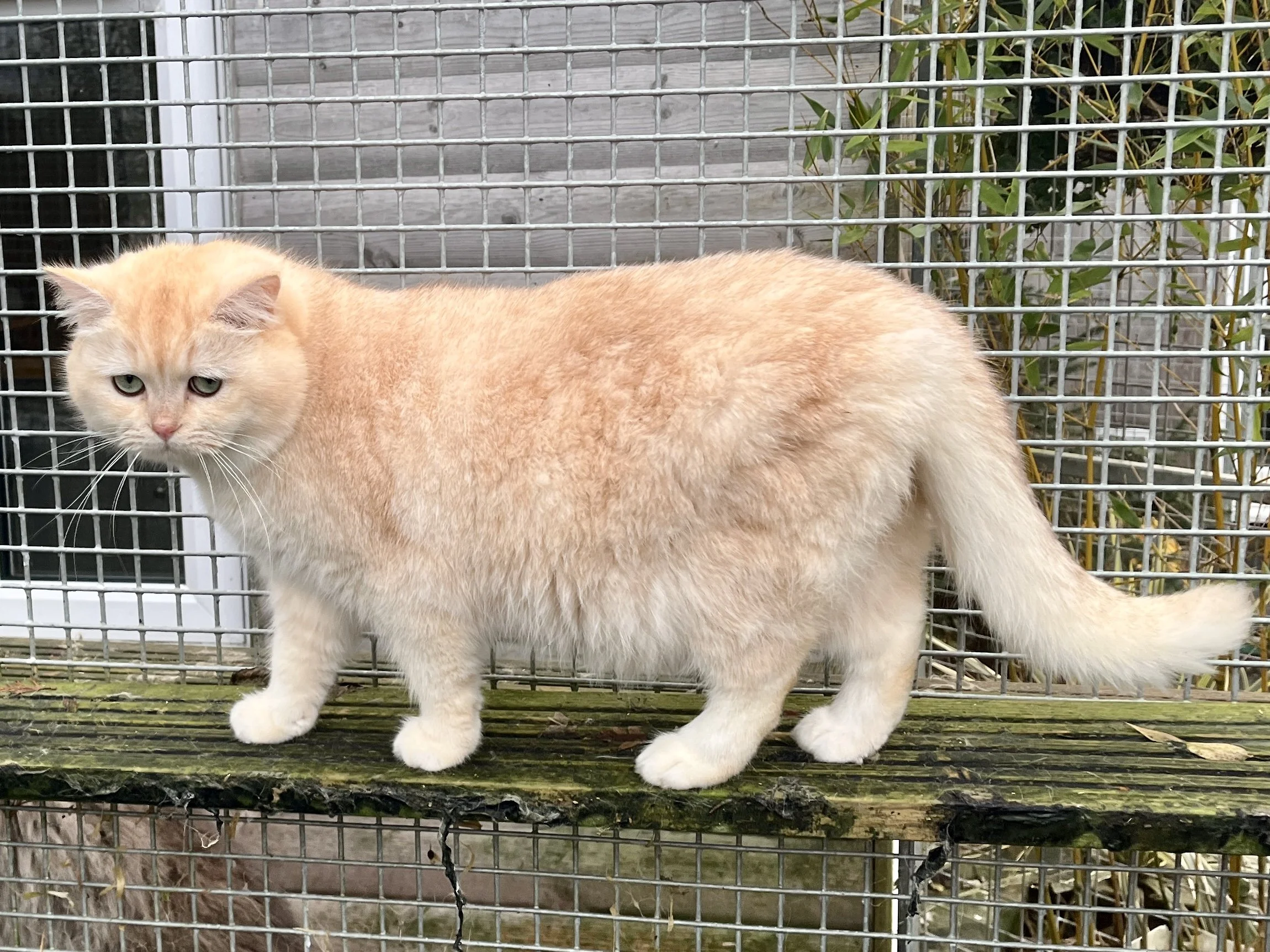 26-0715 Rin, Rare Copper Silver, British Shorthair, Male