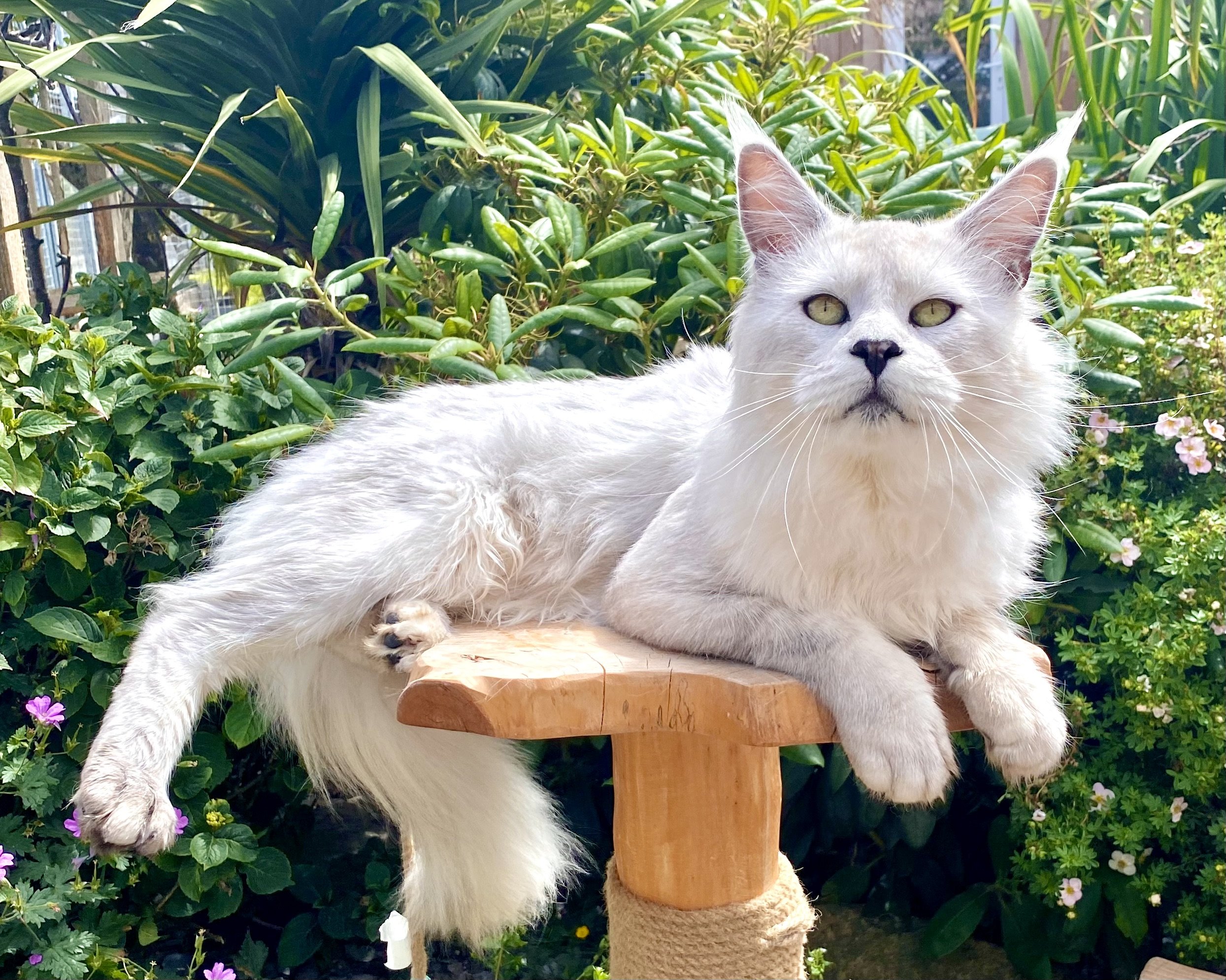 Adam, Silver Shaed, Maine Coon, Male