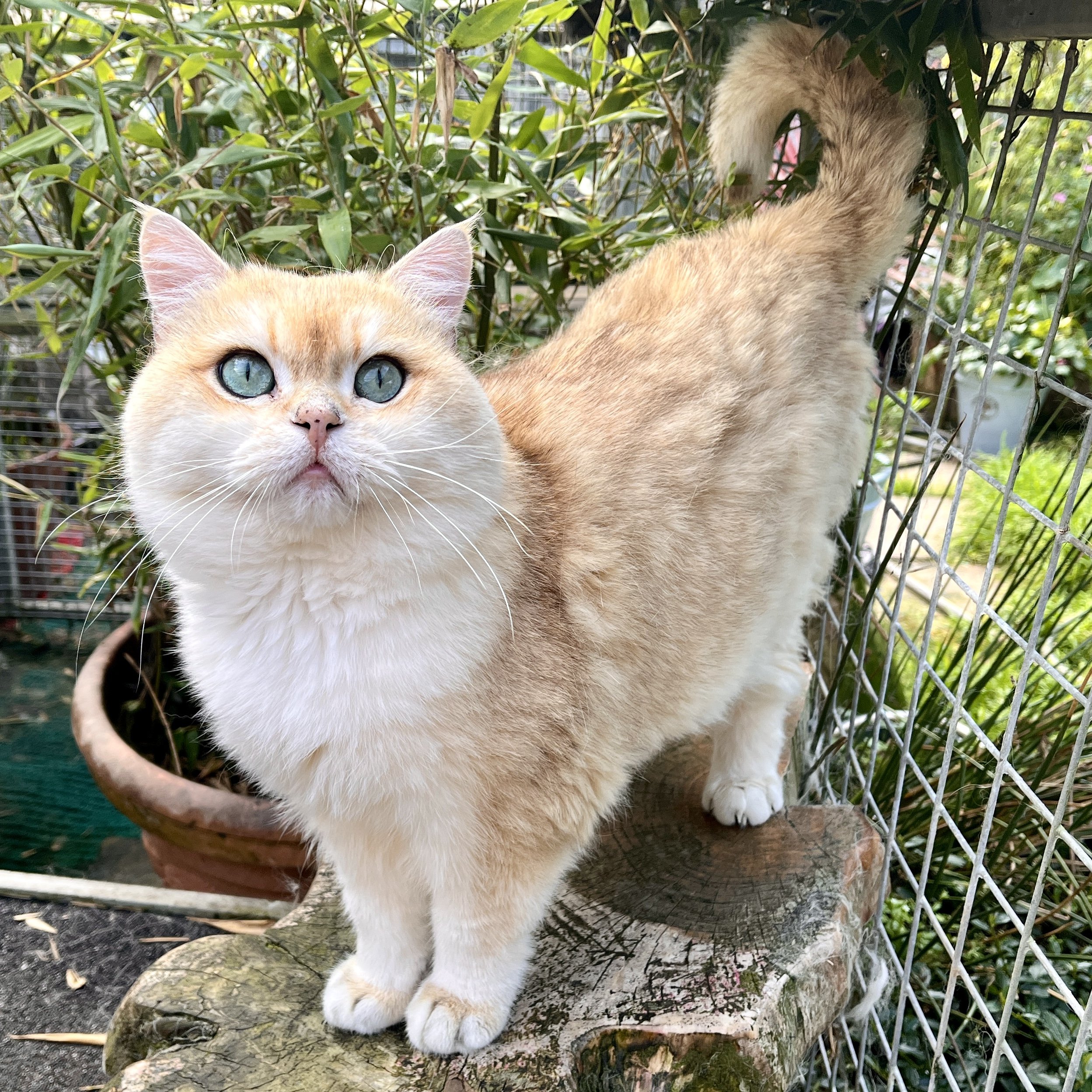 26-0806 Apollo, Copper Golden, British Shorthair, Male