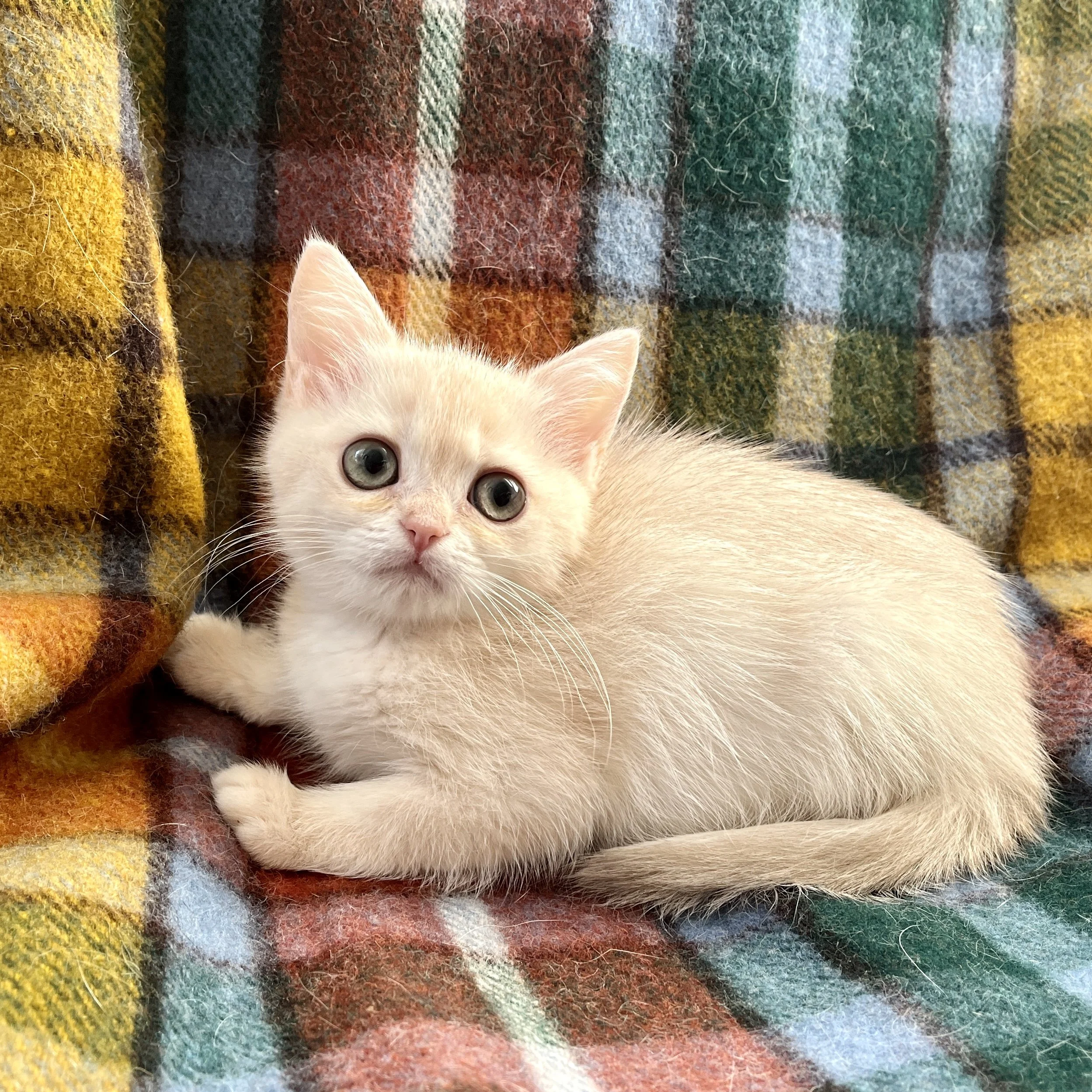 26-0810 Lilac Golden Shaded, British Shorthair, Female