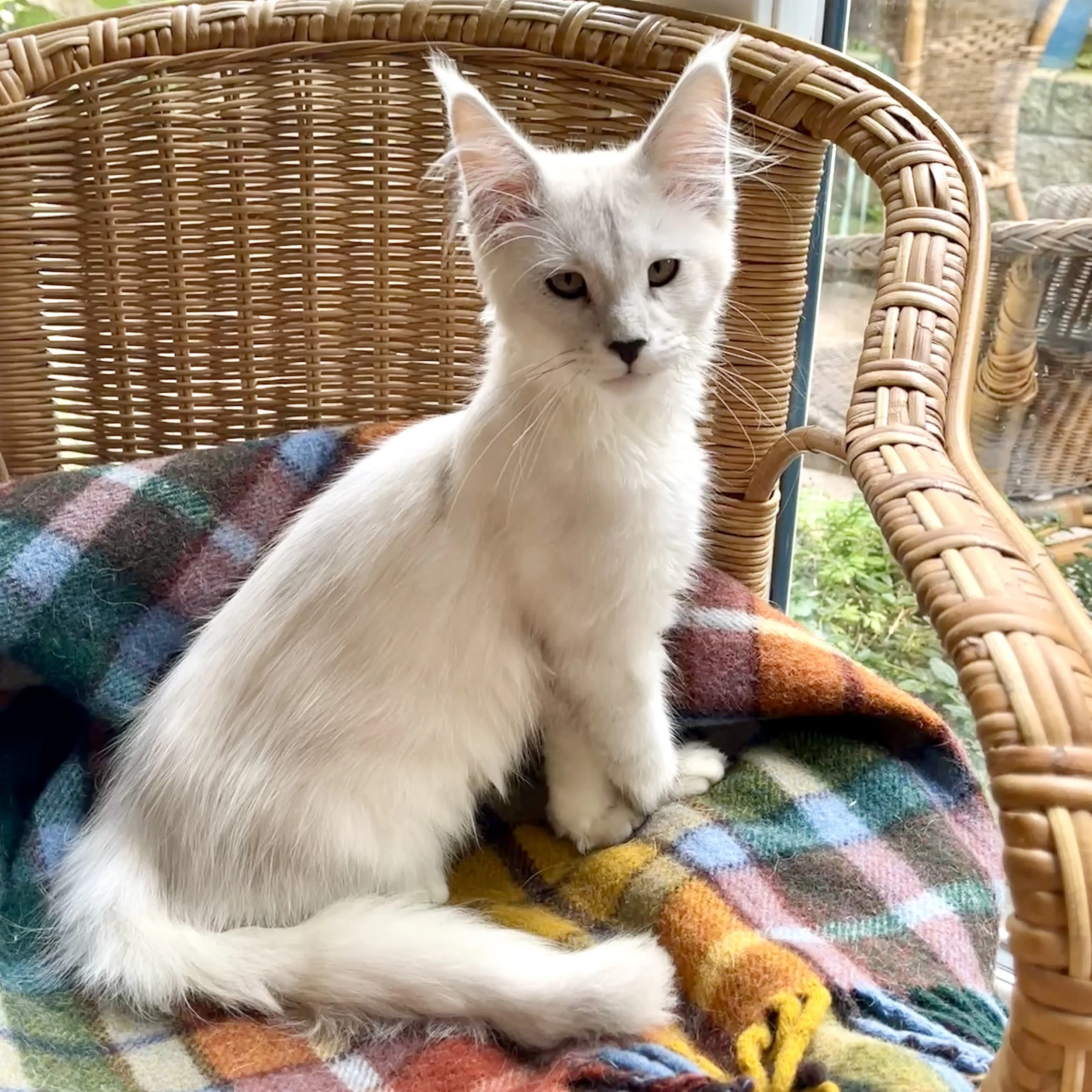 26-0811 Silver Shaded, Maine Coon, Female