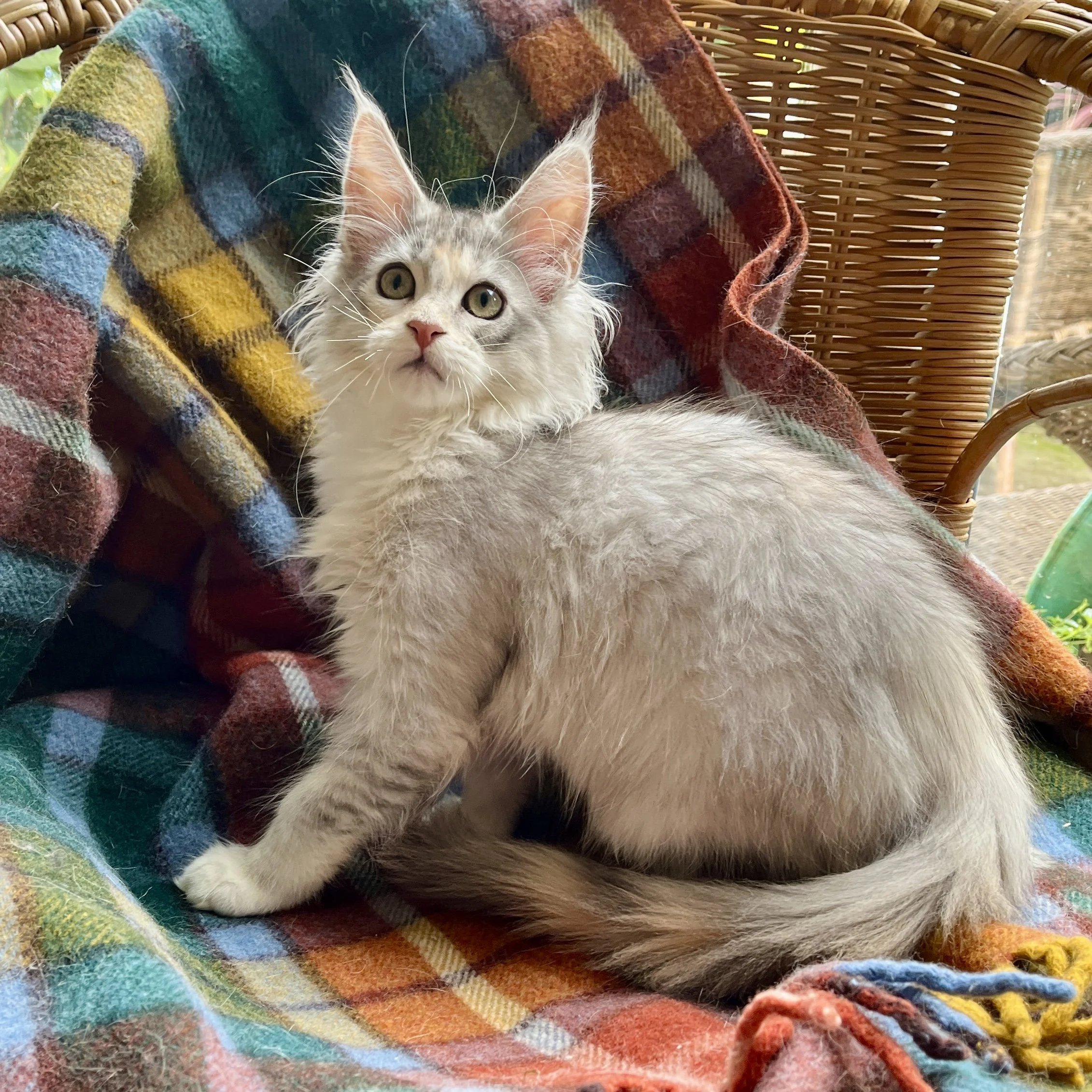 26-0606 Blue &amp; White Silver Tortie, Maine Coon, Female