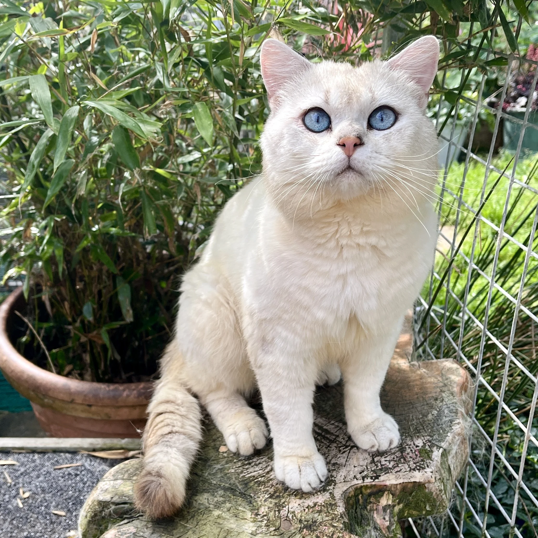 26-0715 Romeo, Pointed, British Shorthair, Male