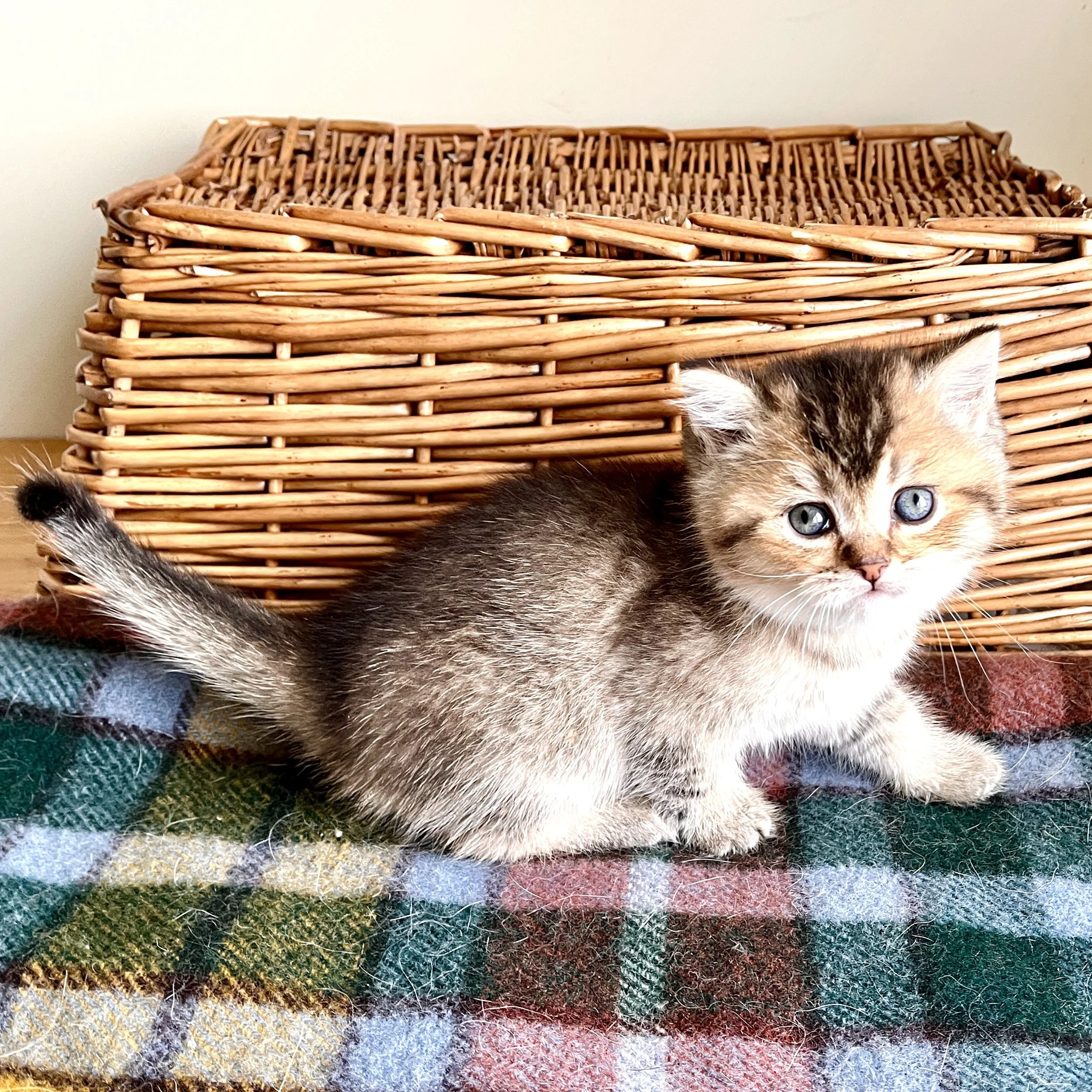 26-0813 Black Golden, British Shorthair, Male