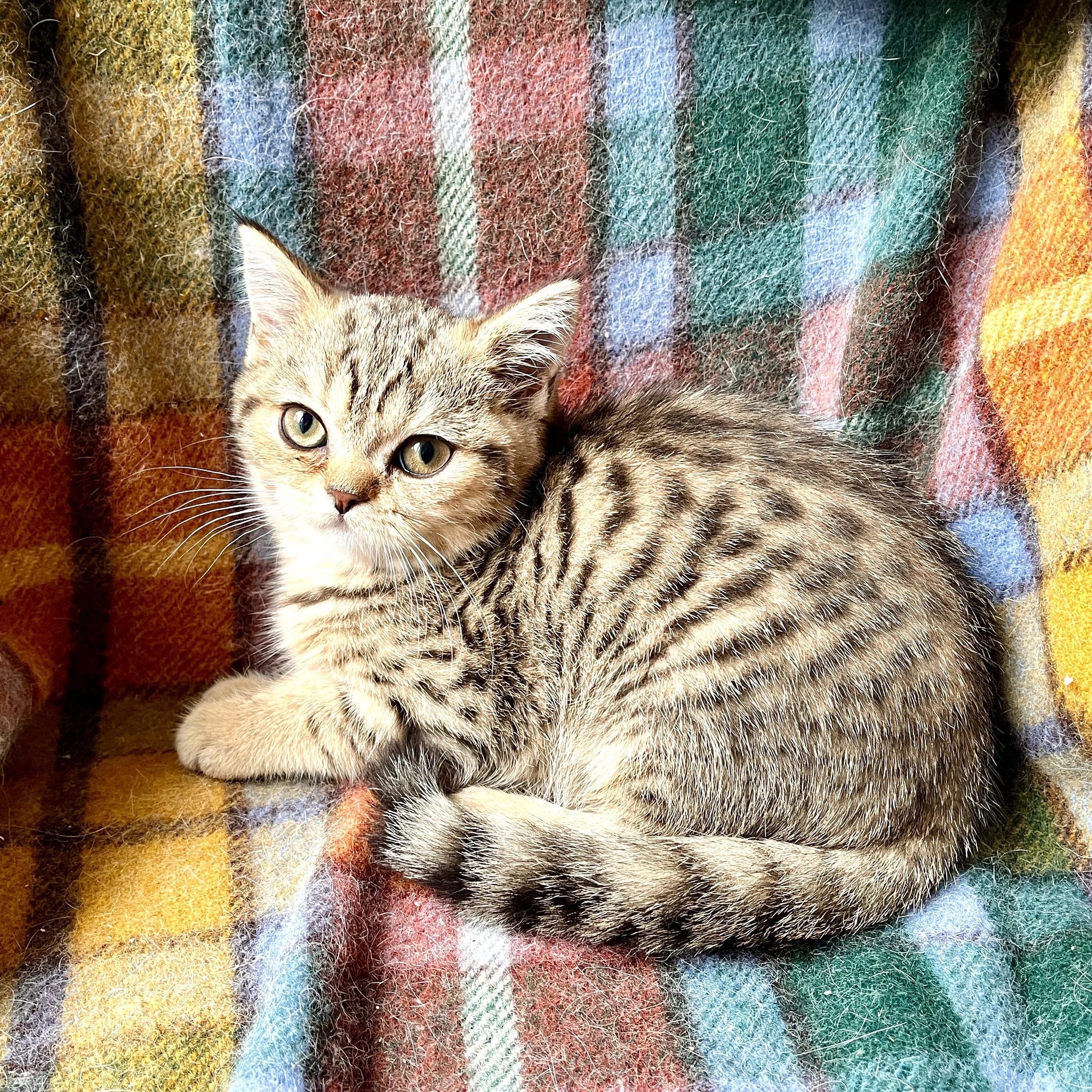 26-0712 Golden Tabby, British Shorthair, Female
