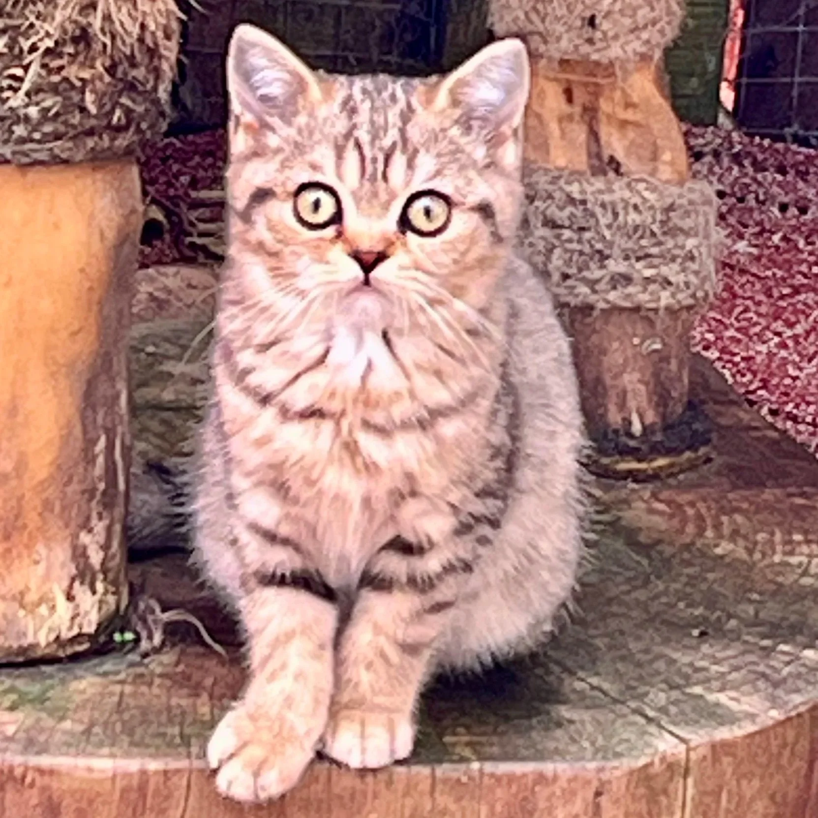 26-0712 Golden Tabby, British Shorthair, Female