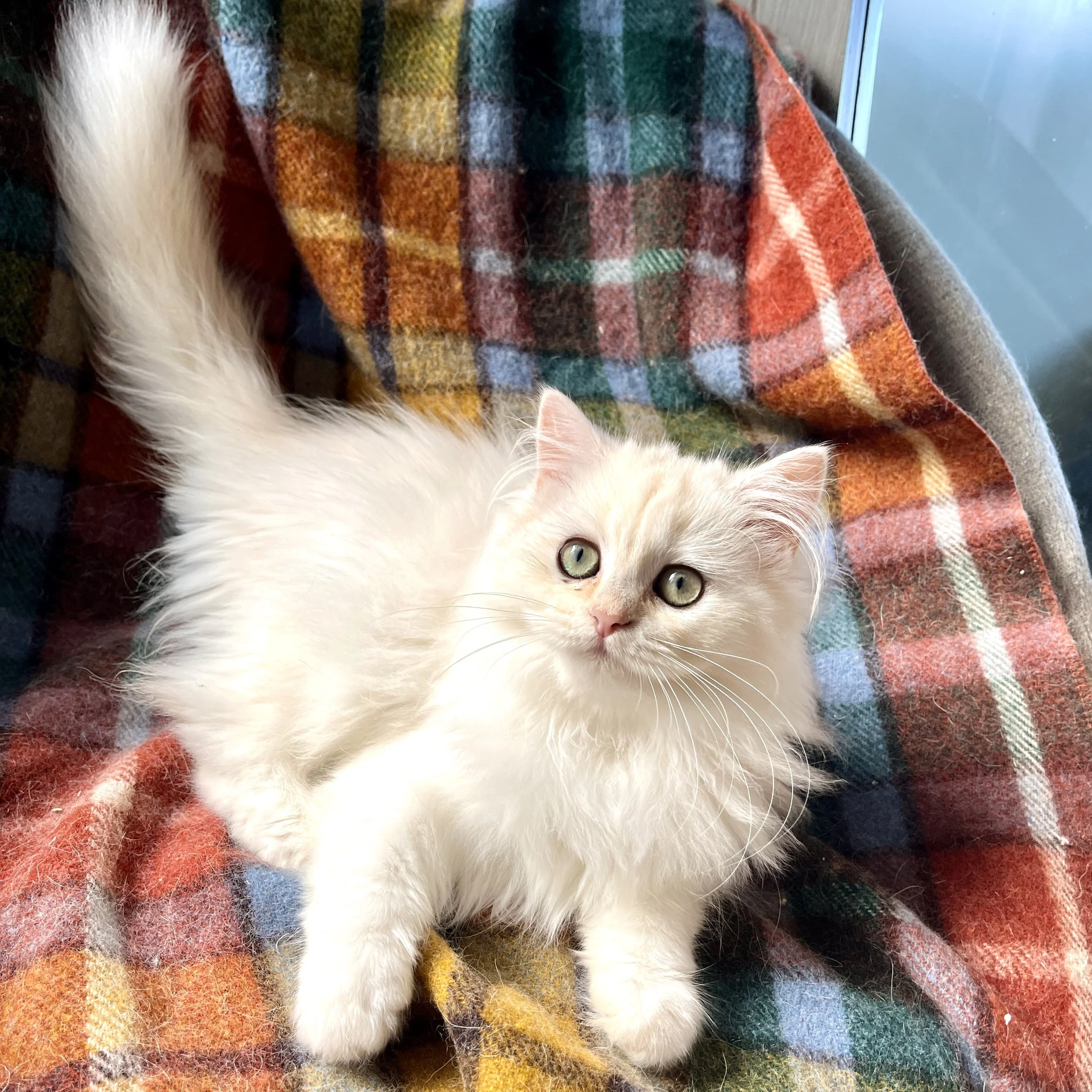 26-0618 Copper Silver, British Longhair, Female