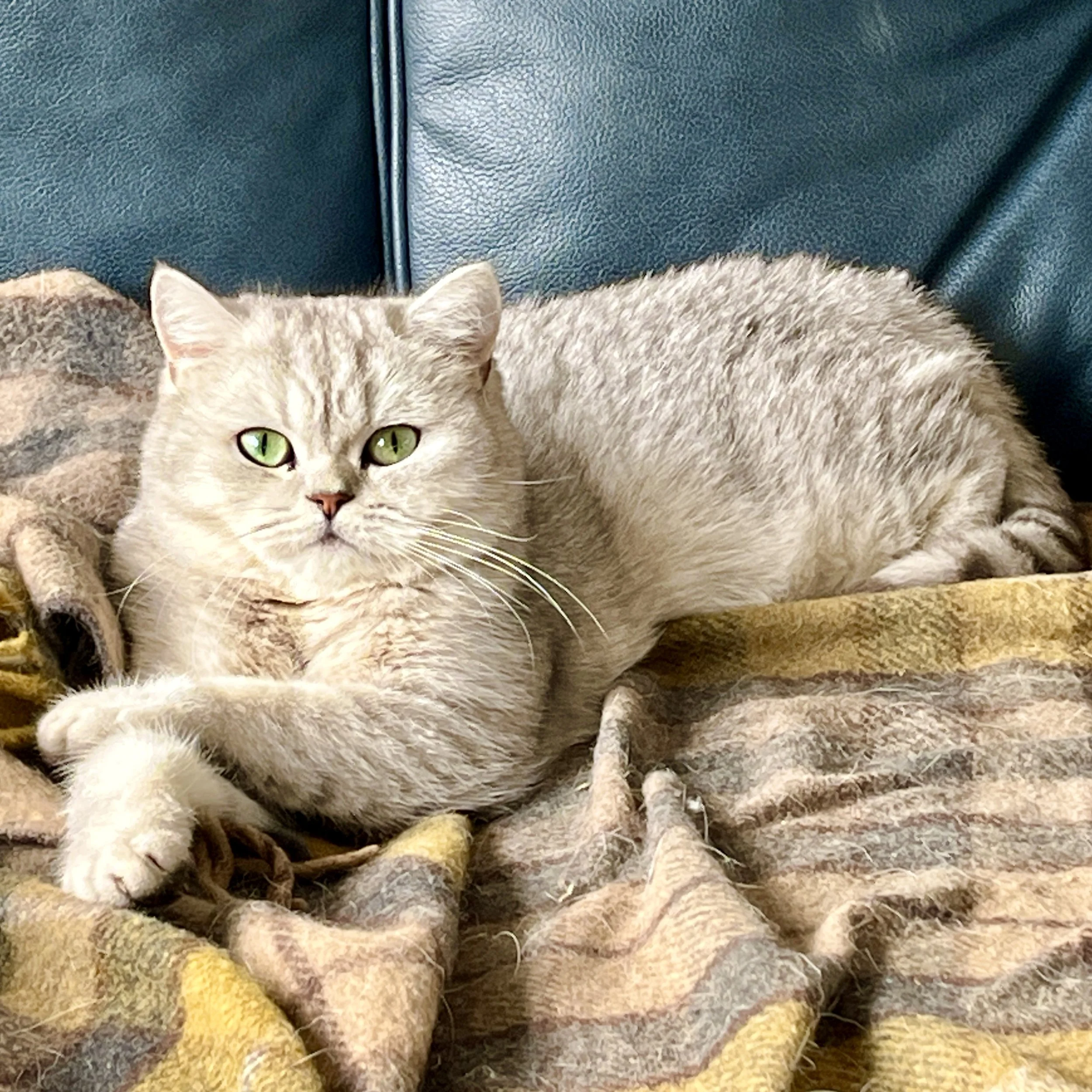 26-1001 Promise, British Shorthair, Female Black Silver Tabby 