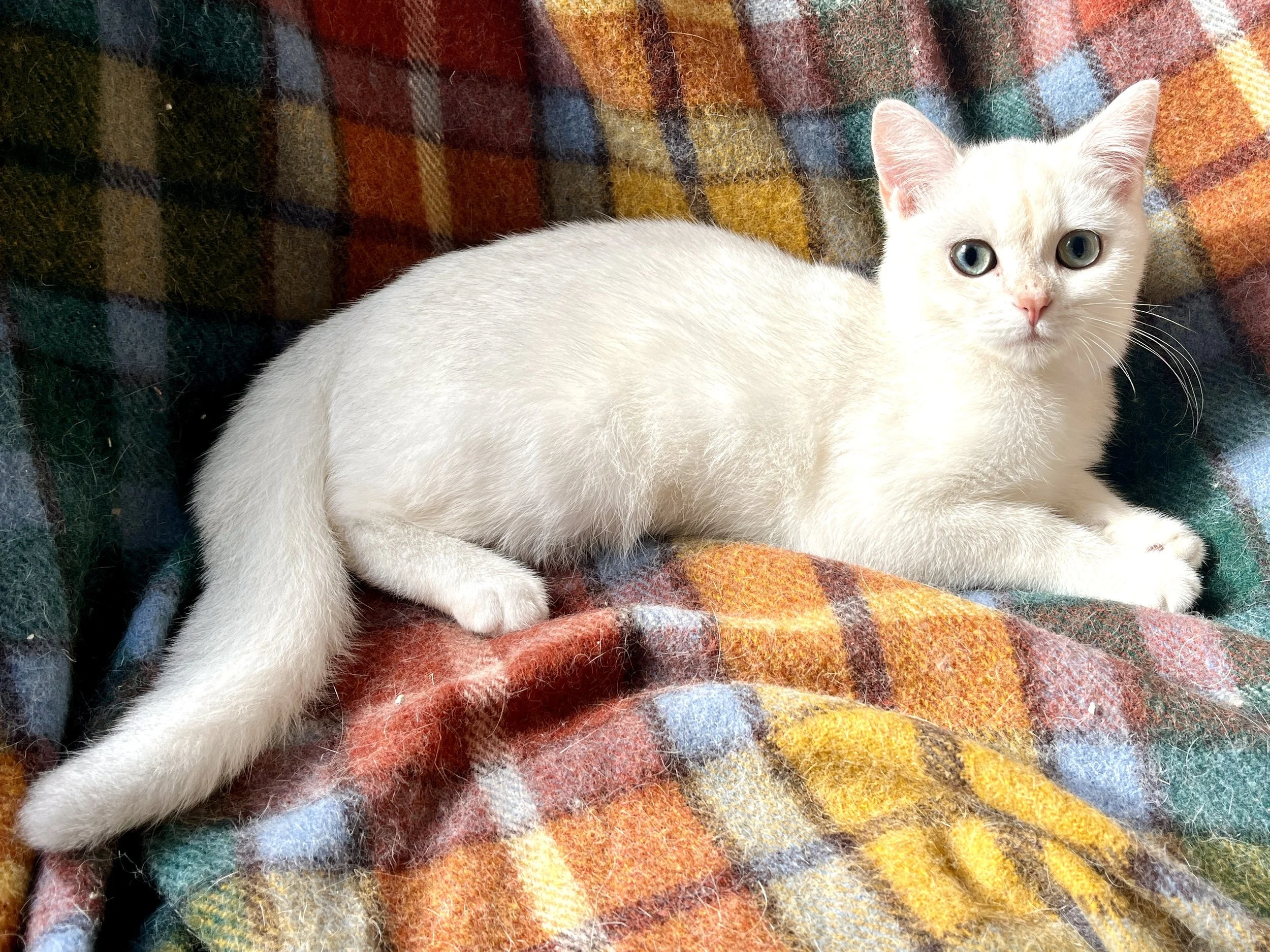 26-0601 Copper Silver British Shorthair, Male