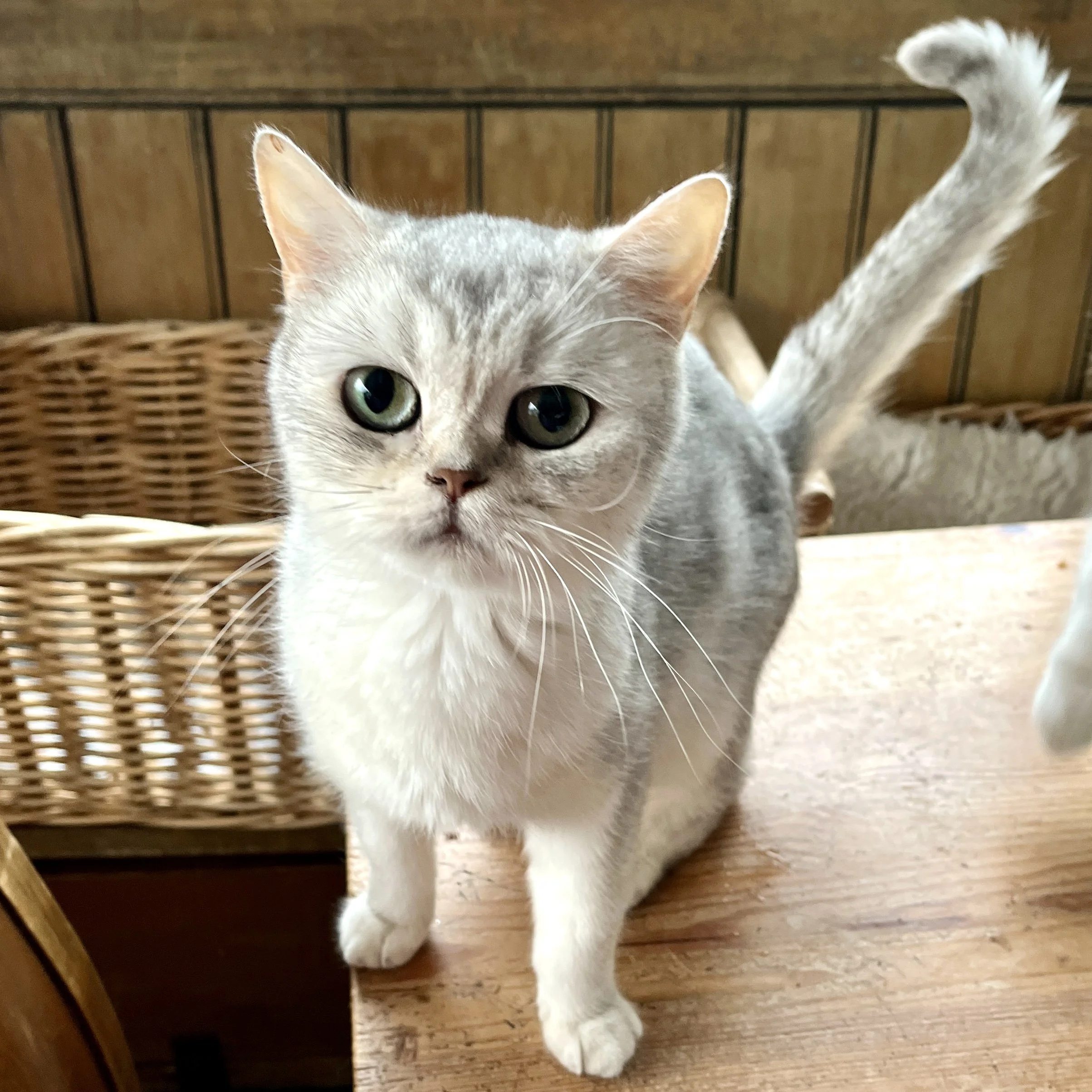26-1002 Piper, Silver Tabby, British Shorthair, Female
