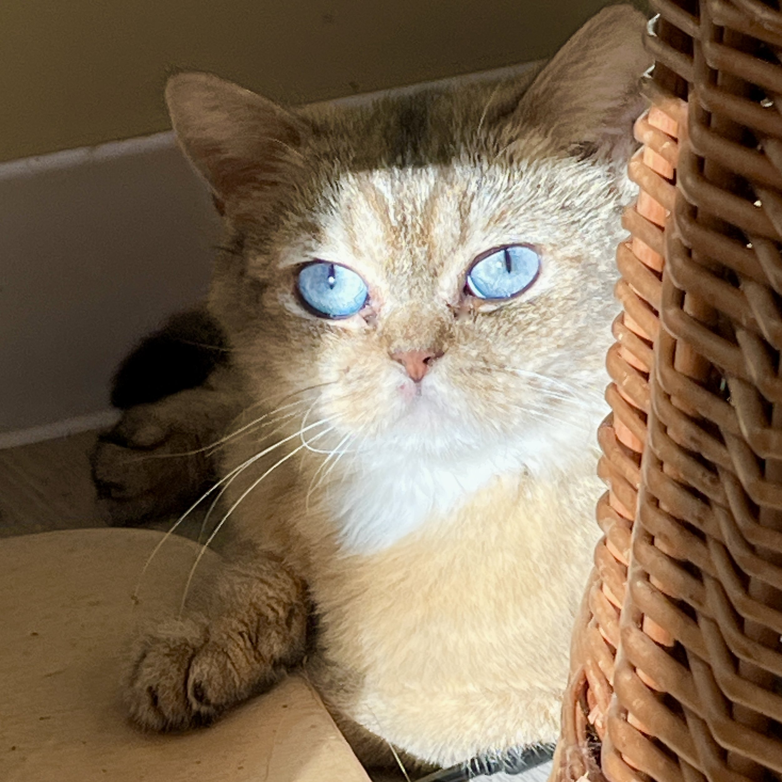 26-1005 Rare, Princess, Black Golden, British Shorthair, Female, Blue Eyes