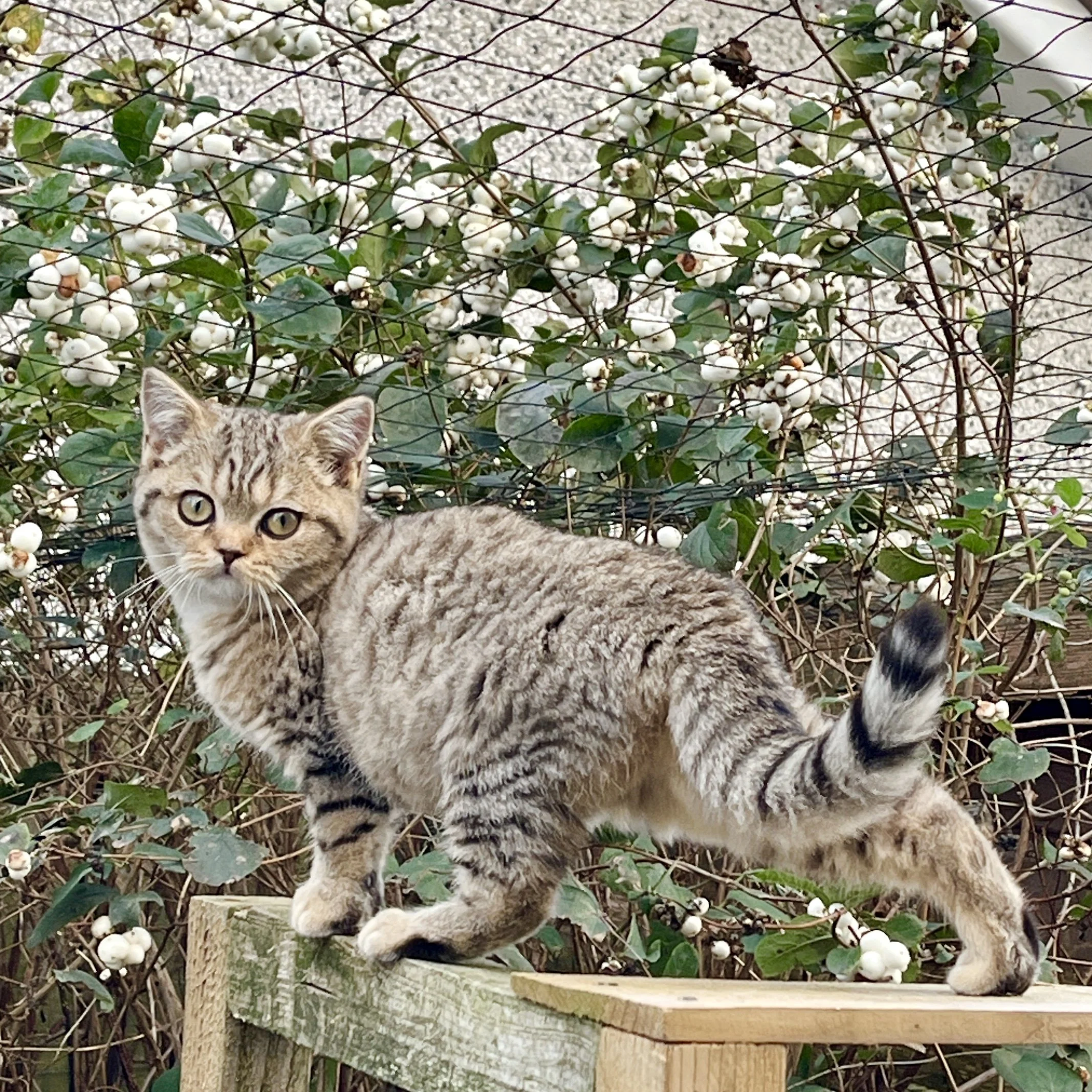 26-0712 Golden Tabby, British Shorthair, Female