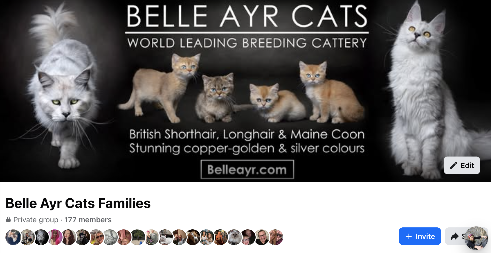 The Belle Ayr Cats Families Page