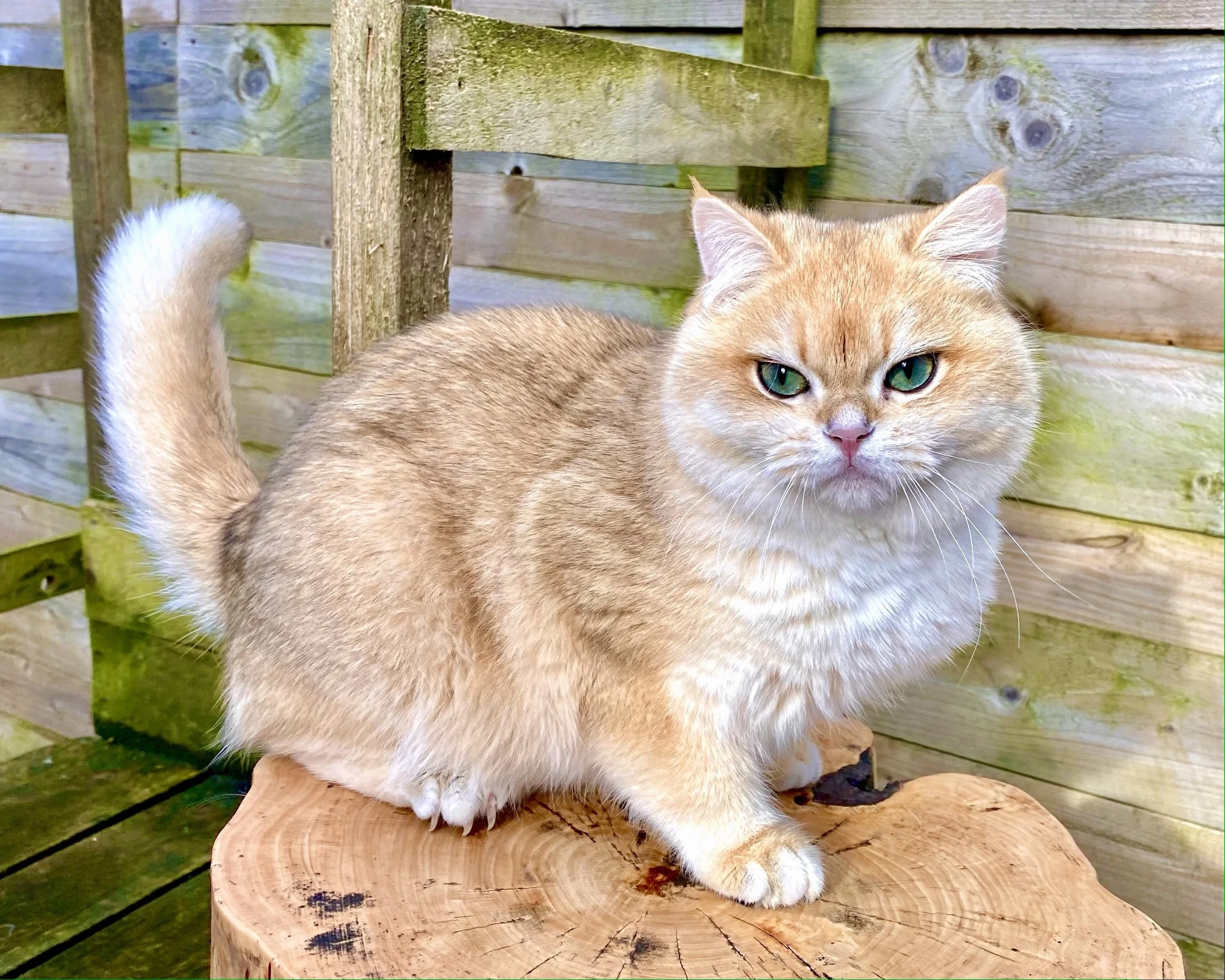 Apollo, Copper Golden, British Shorthair, Male
