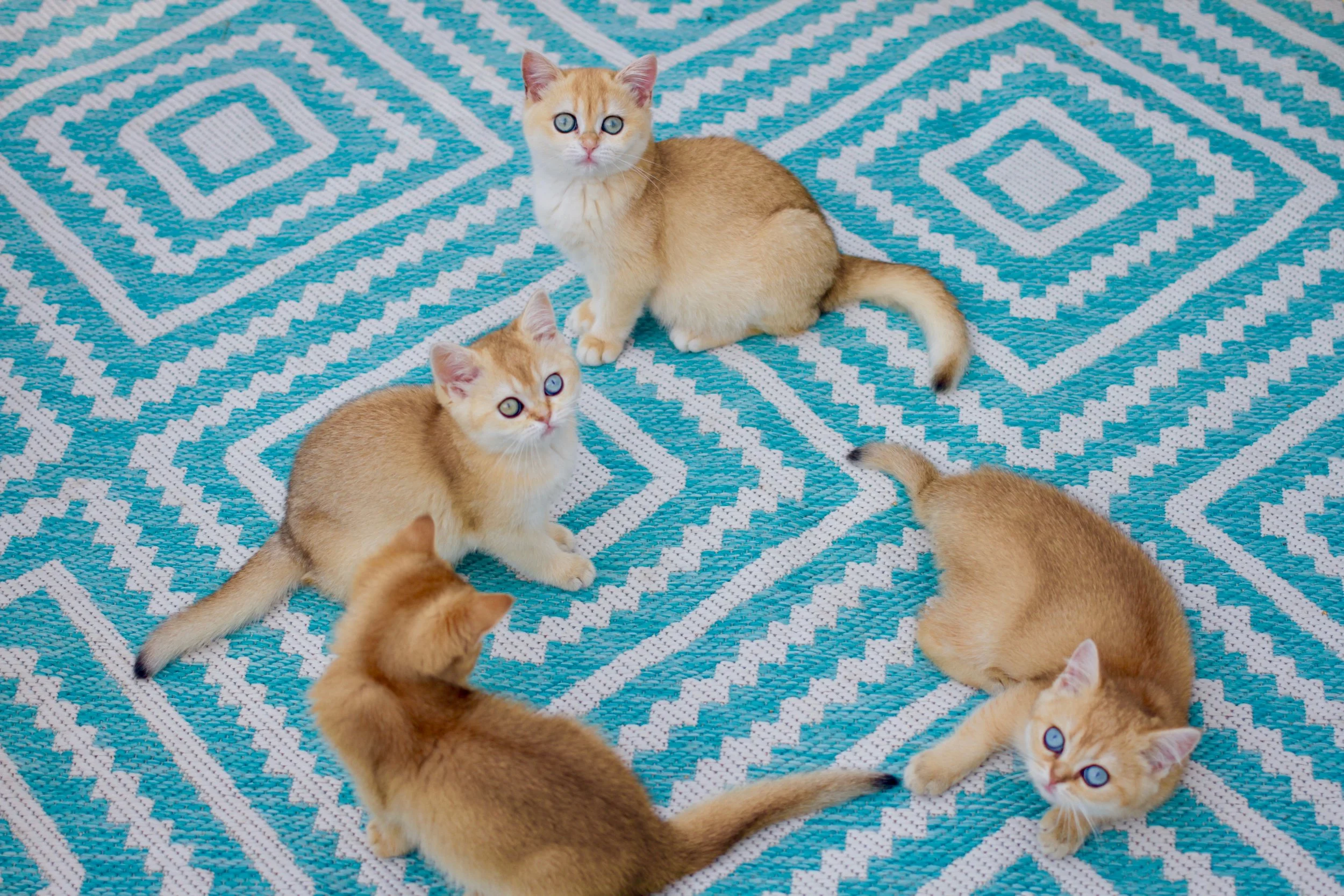 Maine Coons — BELLE AYR CATS