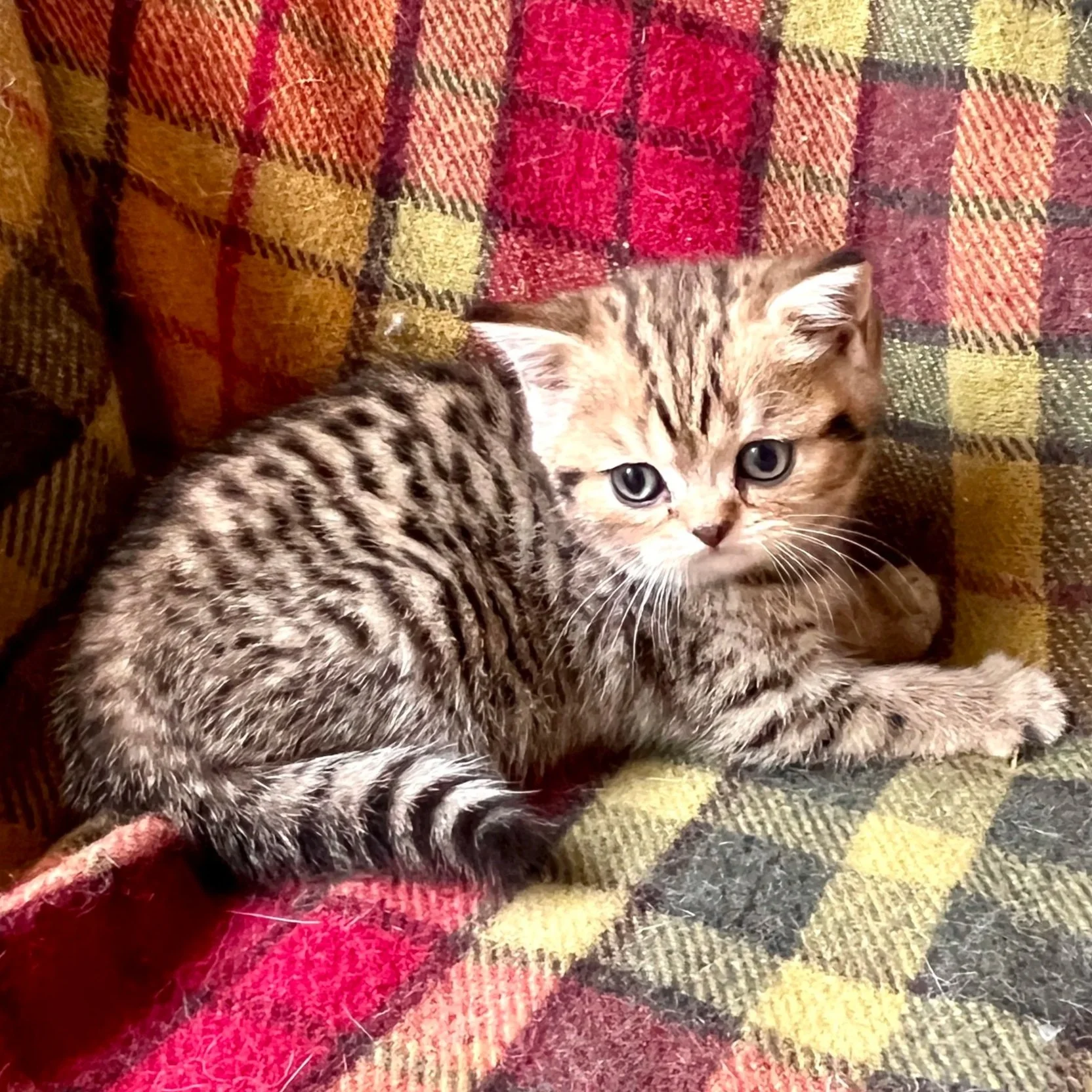 26-0712 Golden Tabby, British Shorthair, Female