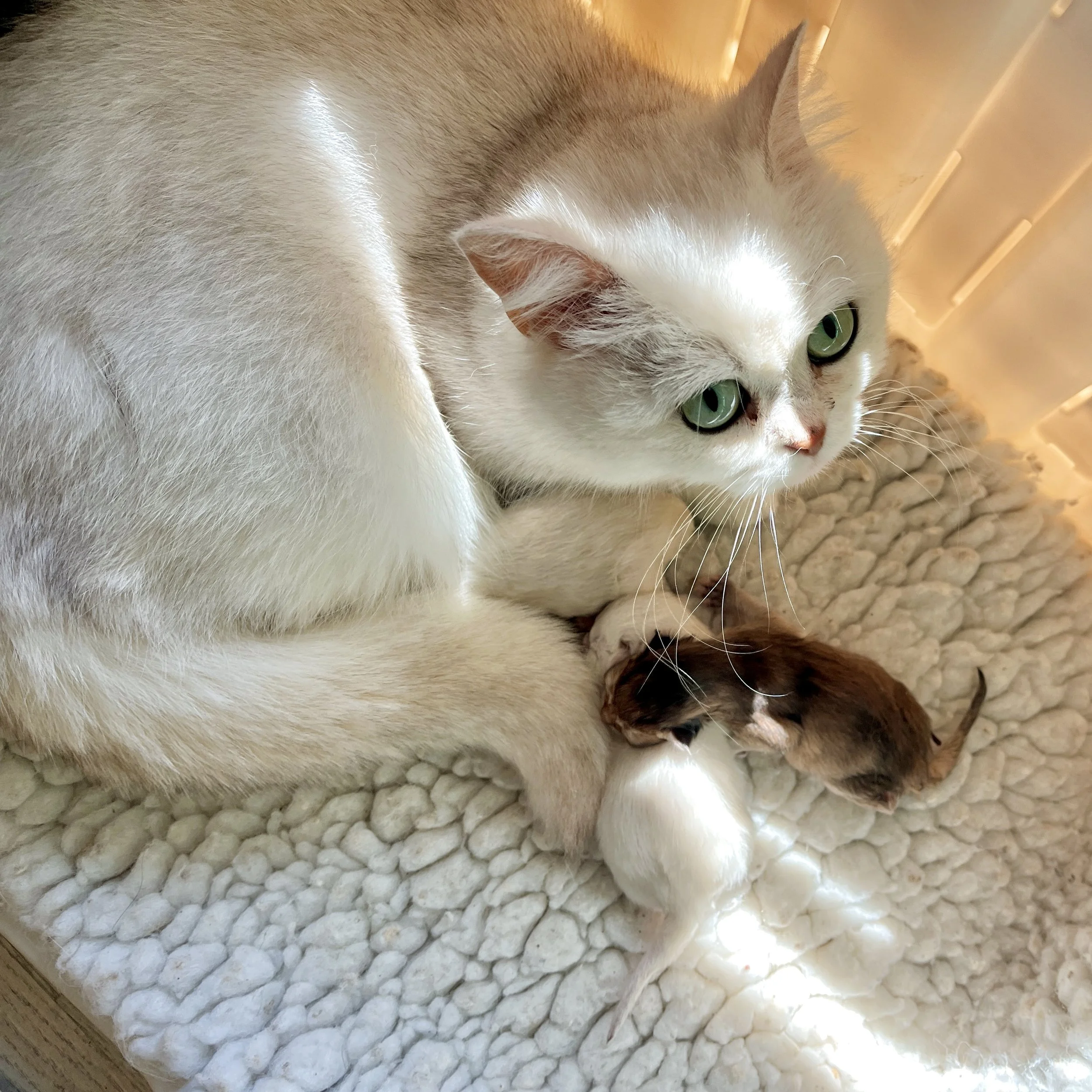 British Shorthair &amp; Longhair Kittens