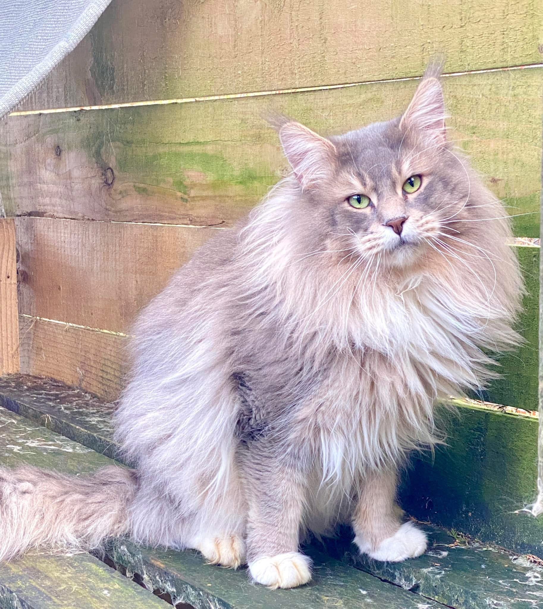 Poseidon, Blue Golden, Maine Coon, Male