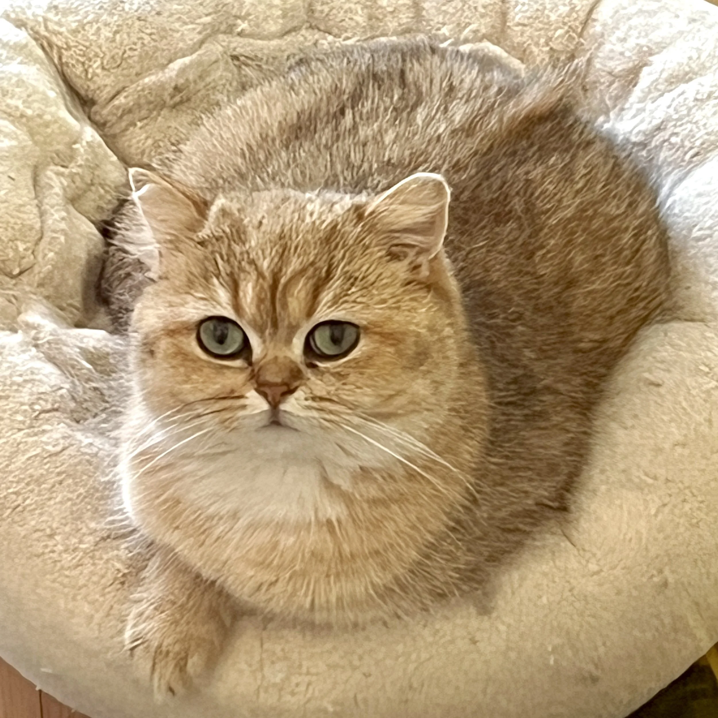 26-0502 Robyn, Golden Shaded, British Shorthair, Female