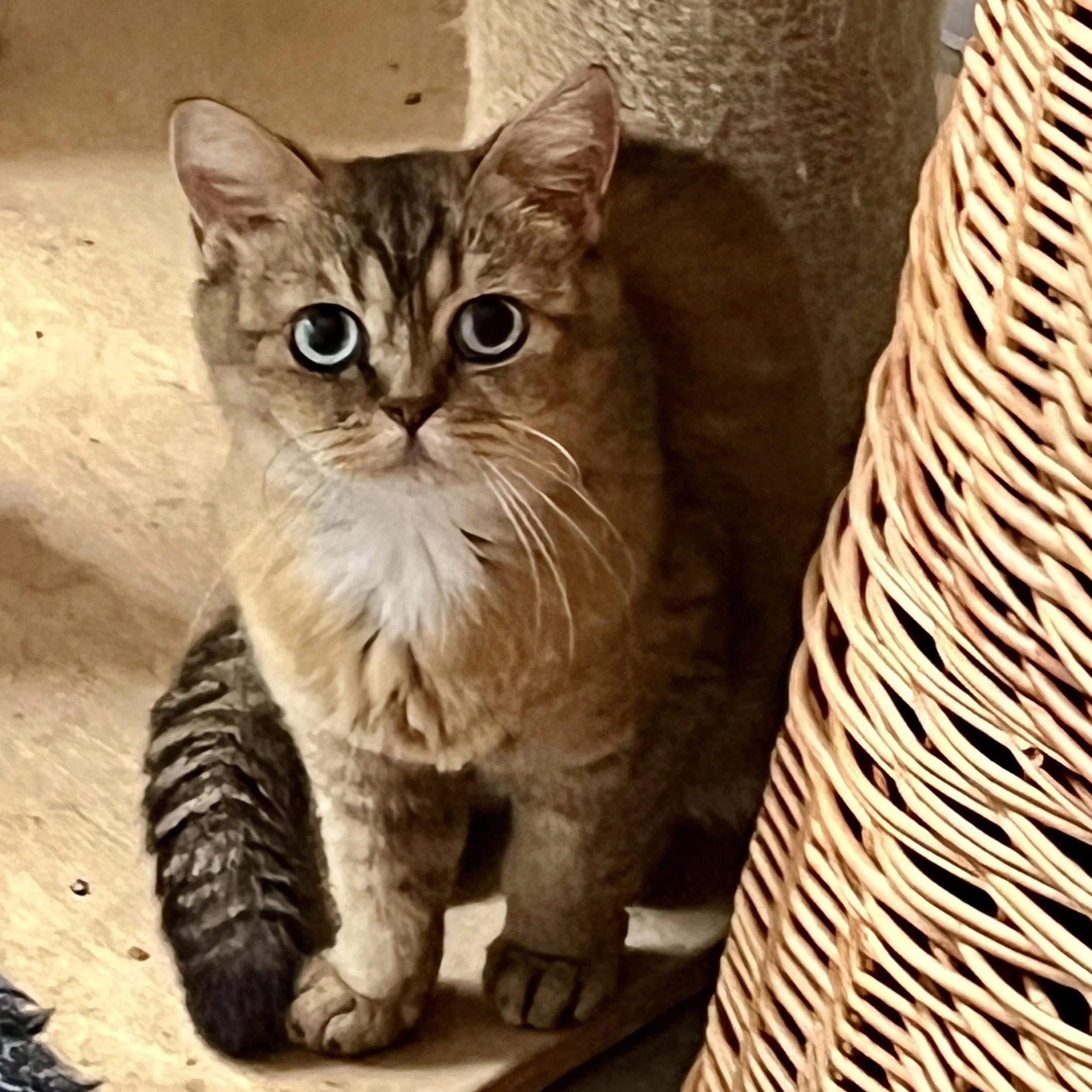 26-1005 Rare, Princess, Black Golden, British Shorthair, Female, Blue Eyes