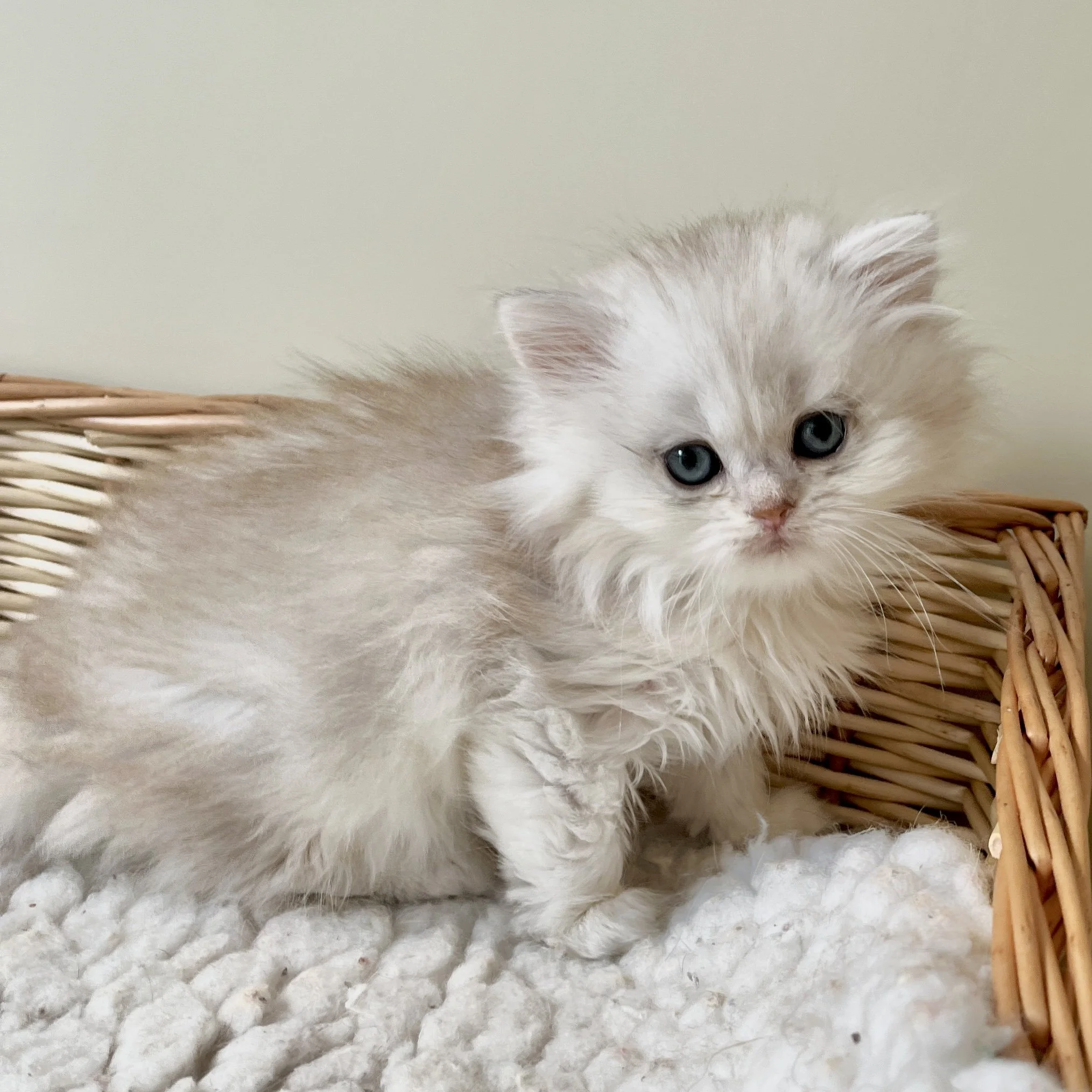 25-0907 Silver Shaded, British Longhair, Male
