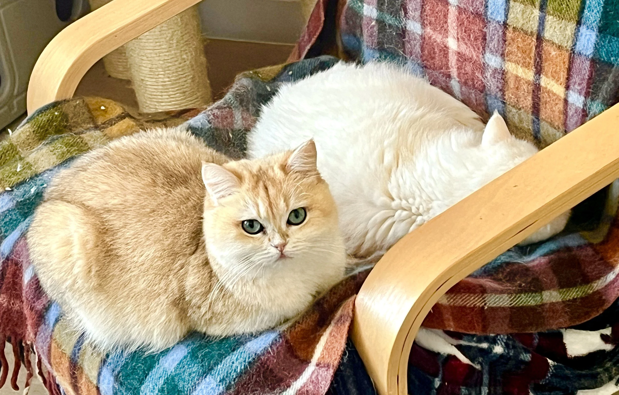 25-1111 Zeus &amp; Nakita, Rare Copper Silver &amp; Golden, British Shorthair, Male &amp; Female