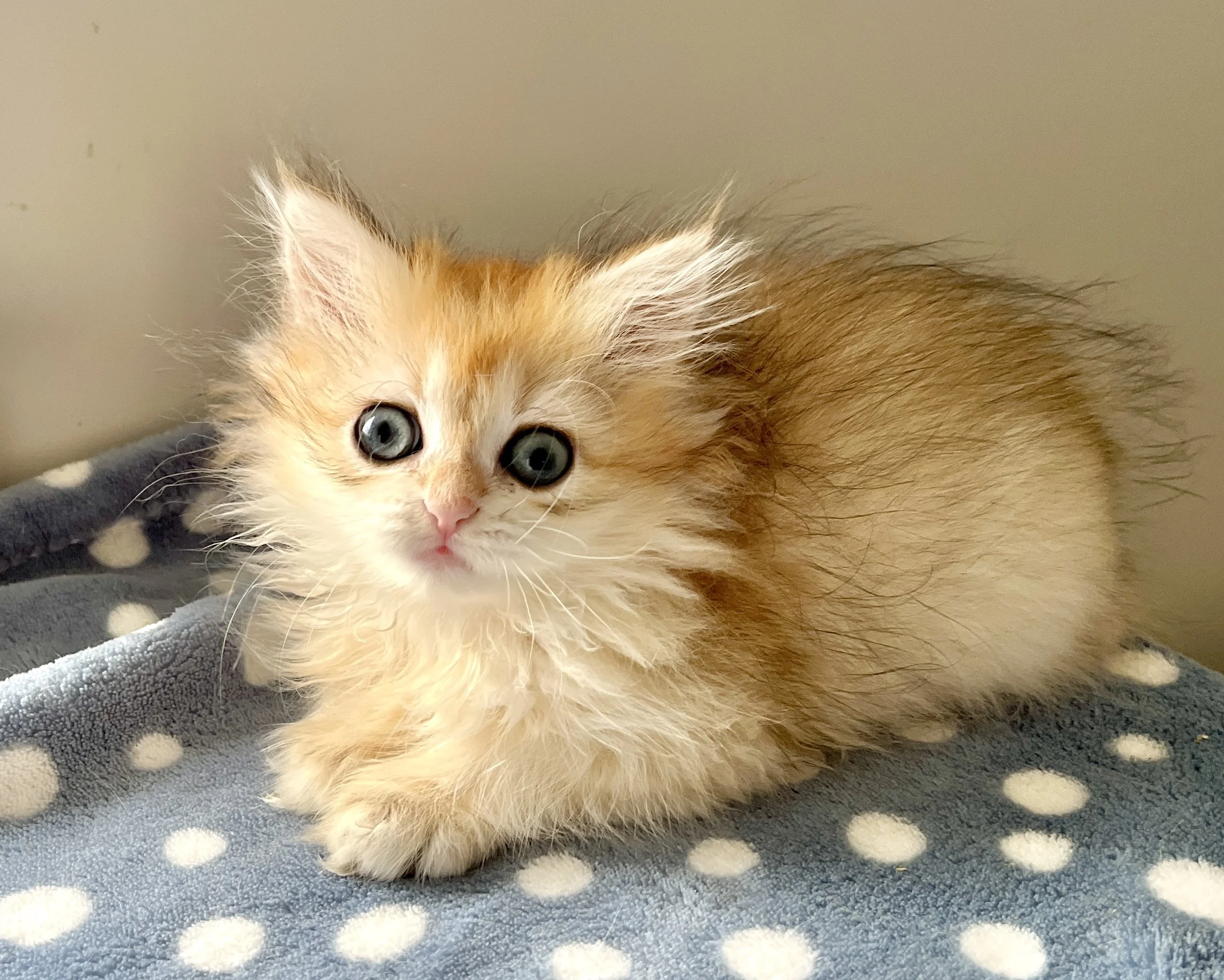 25-0905 Golden, British Longhair