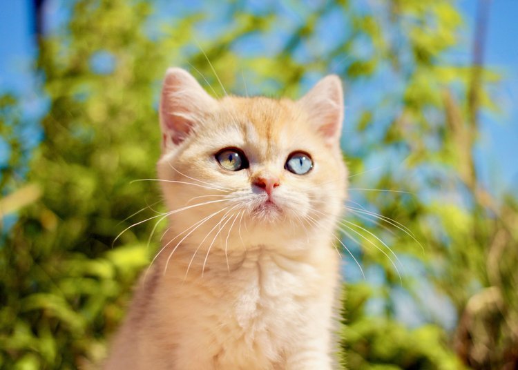 Blue Eye BELLE AYR CATS blue-eye-belle-ayr-cats