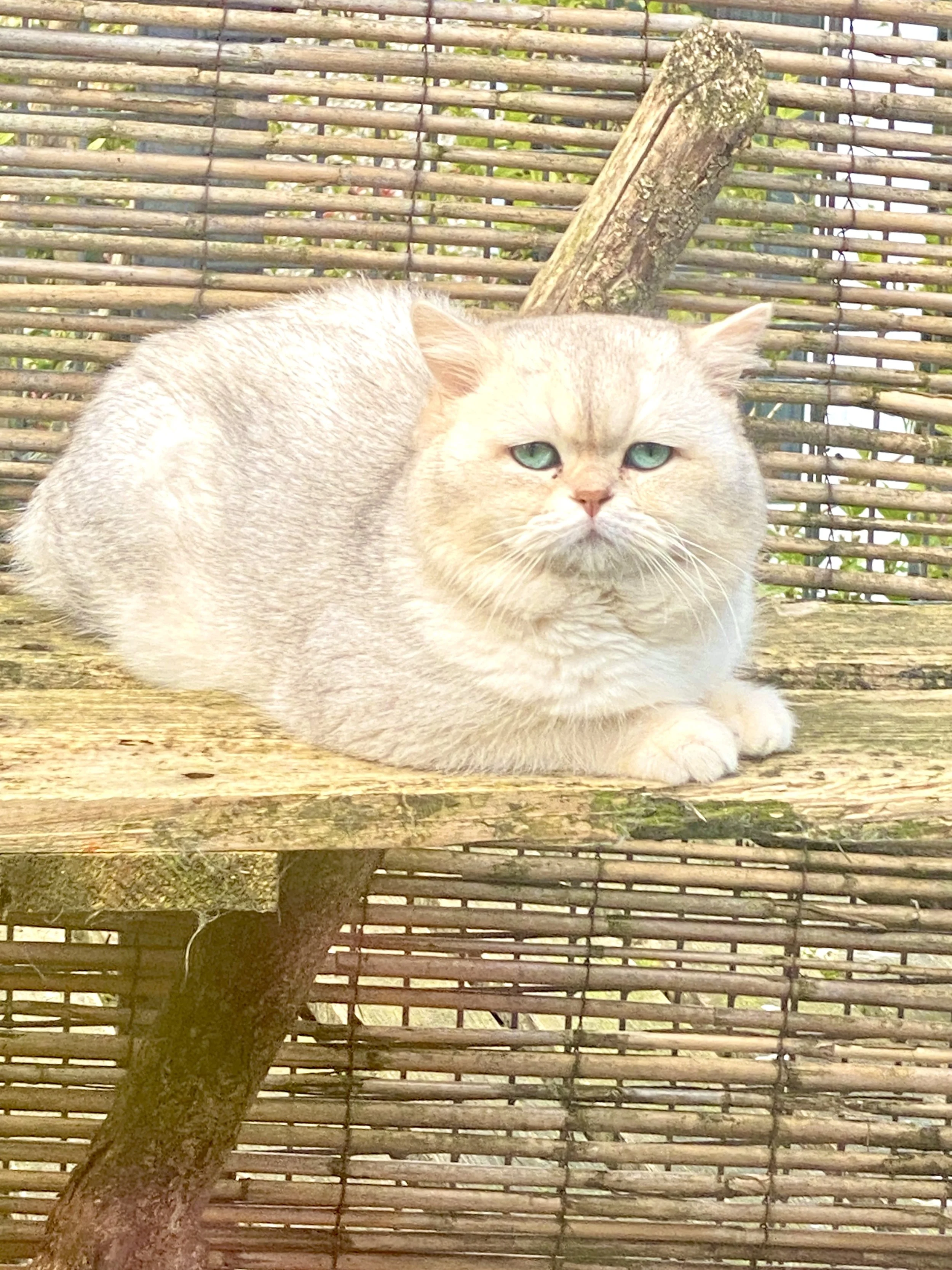 25-1116 Orion, Blue Silver, British Shorthair, Male